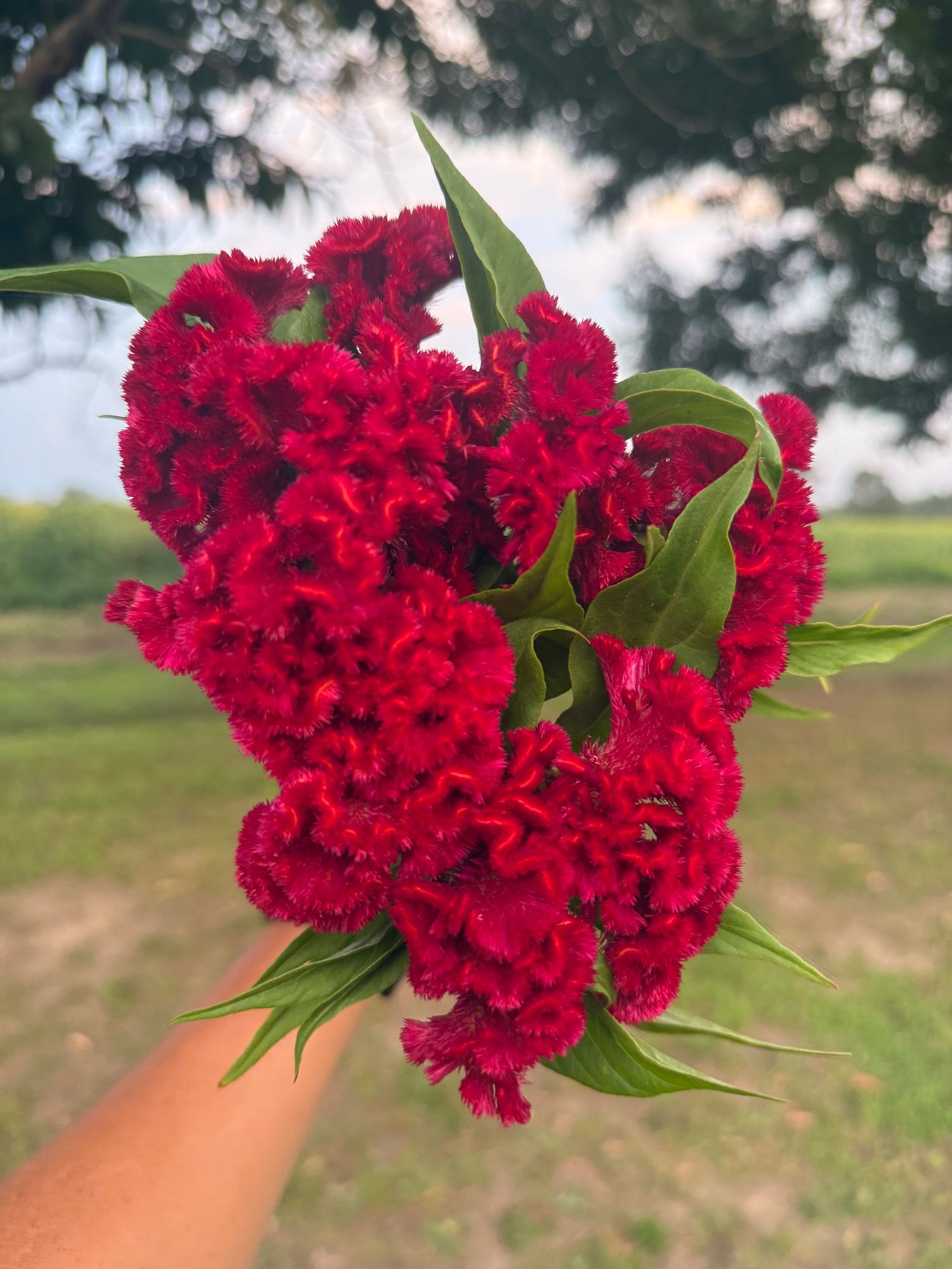 CELOSIA argentea var. cristata Chief Carmine