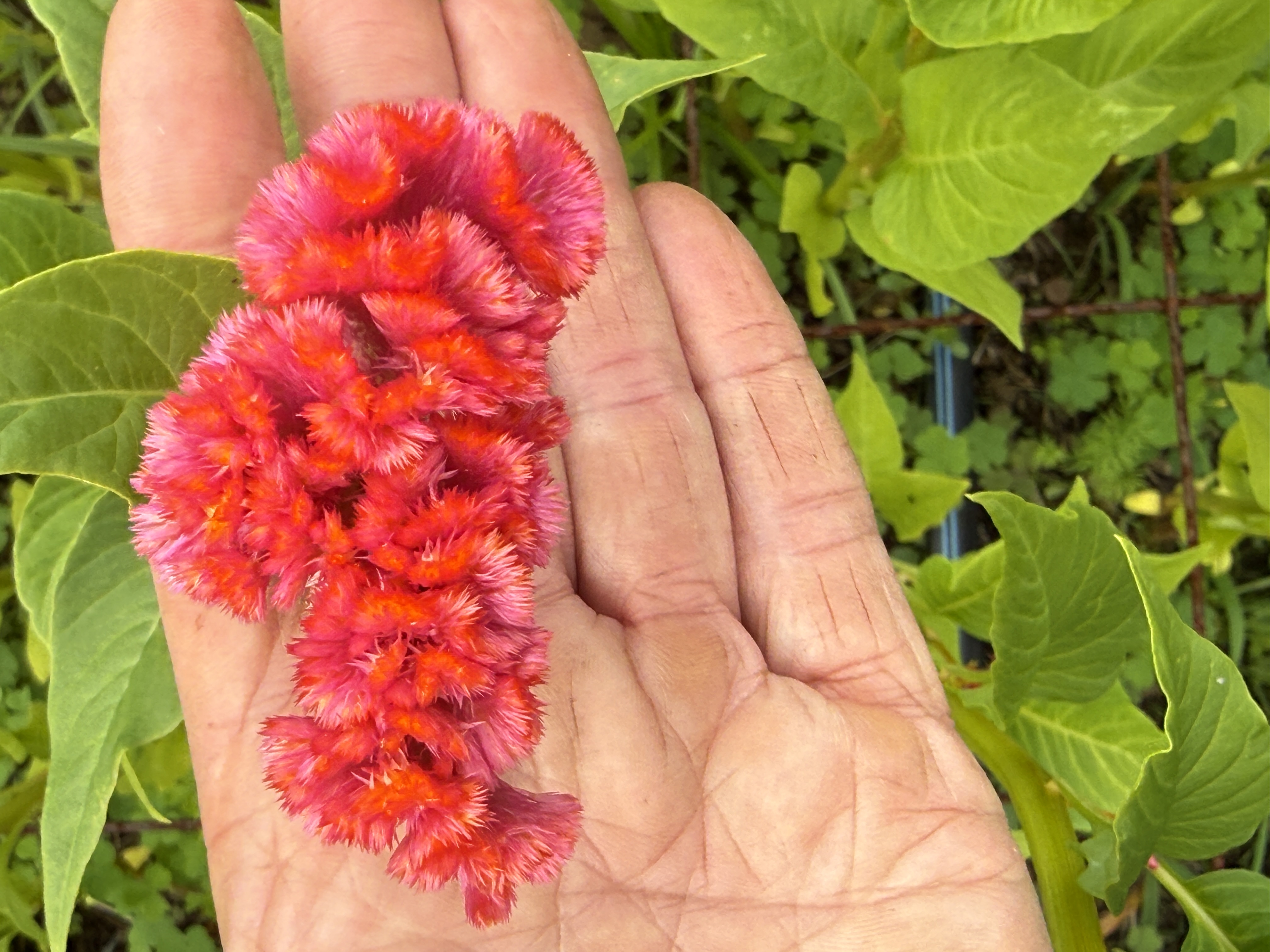 CELOSIA cristata Neo Orange