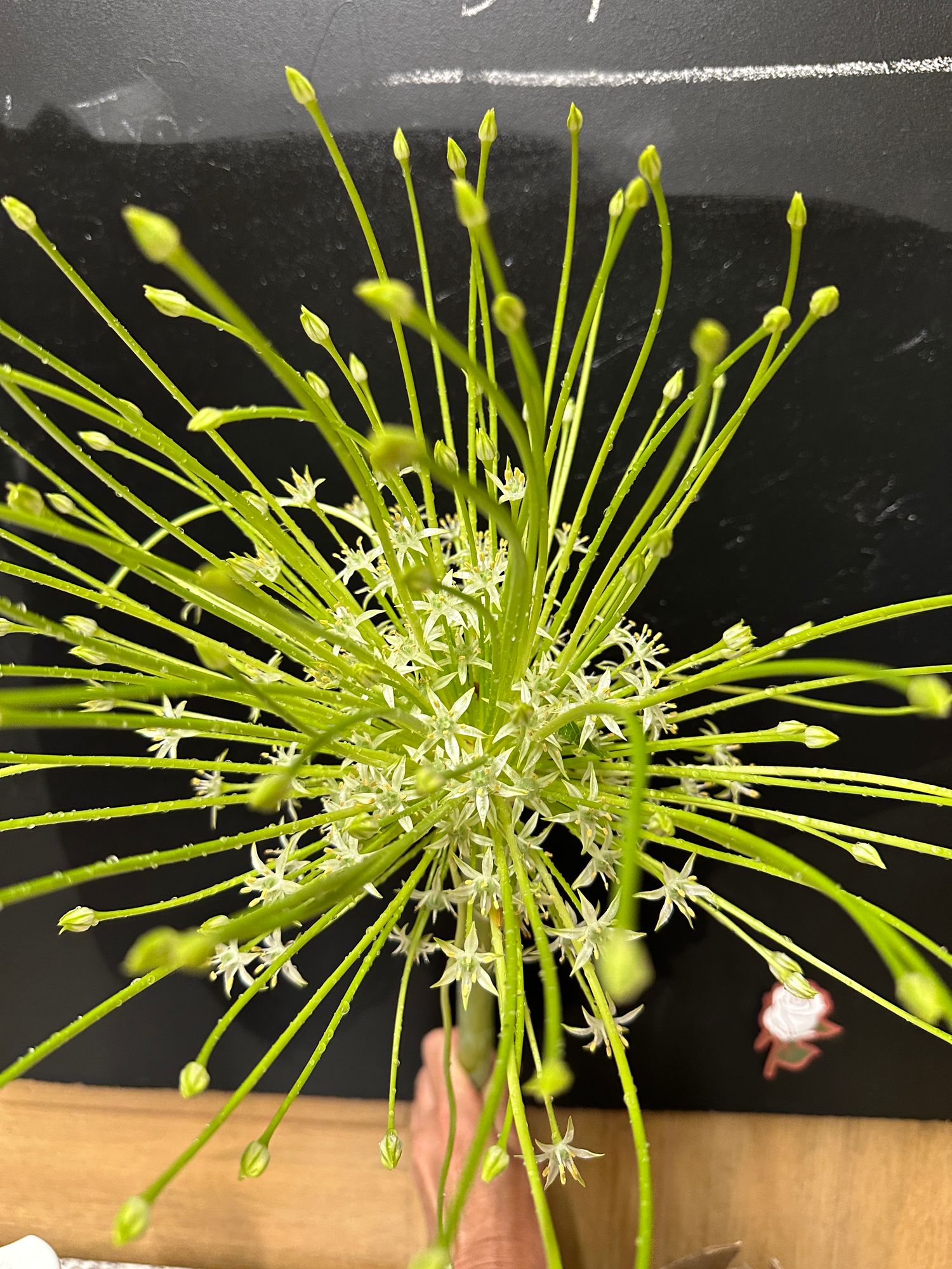 ALLIUM schubertii Arctic Snow