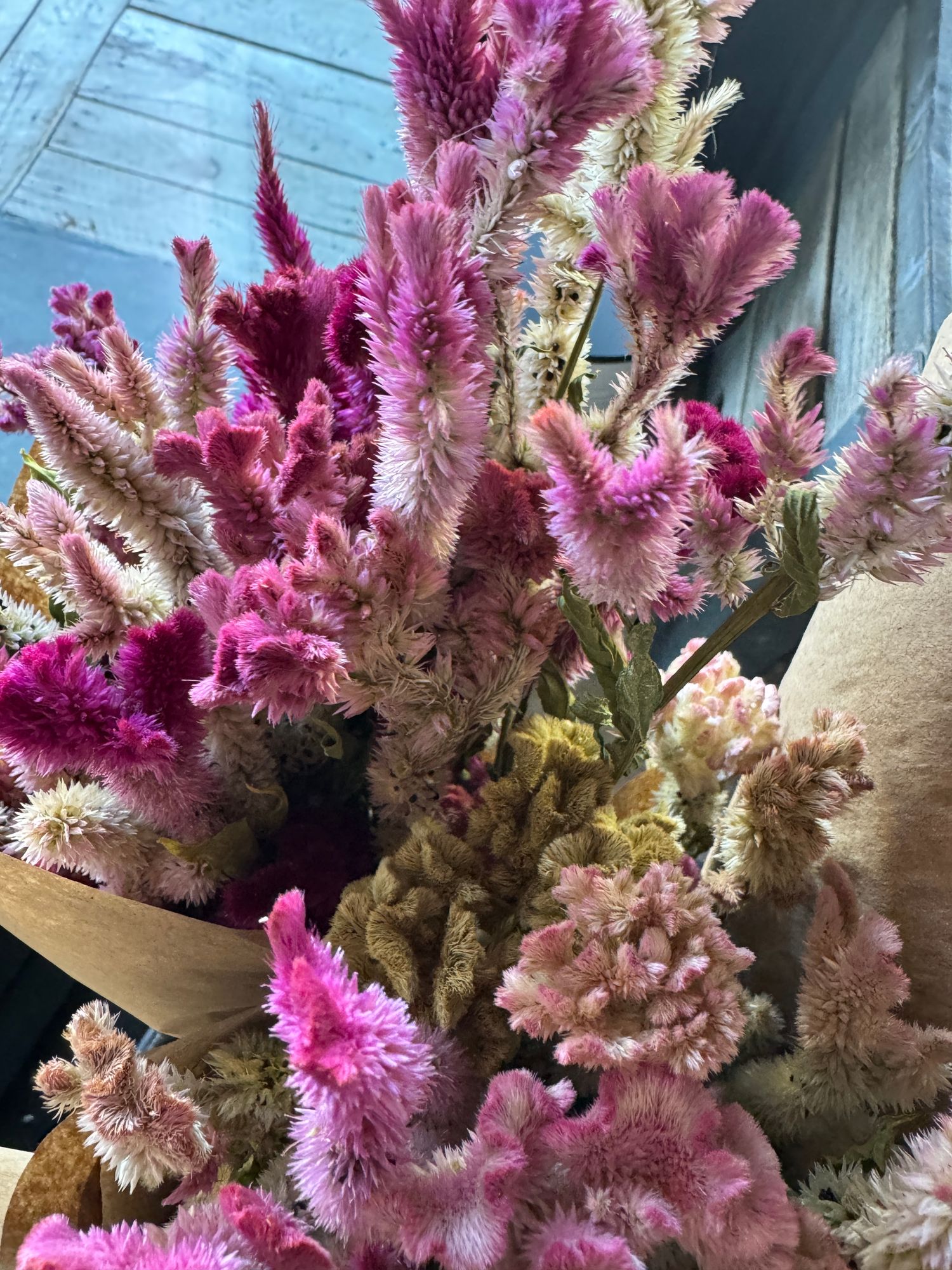 CELOSIA argentea var. cristata Supercrest