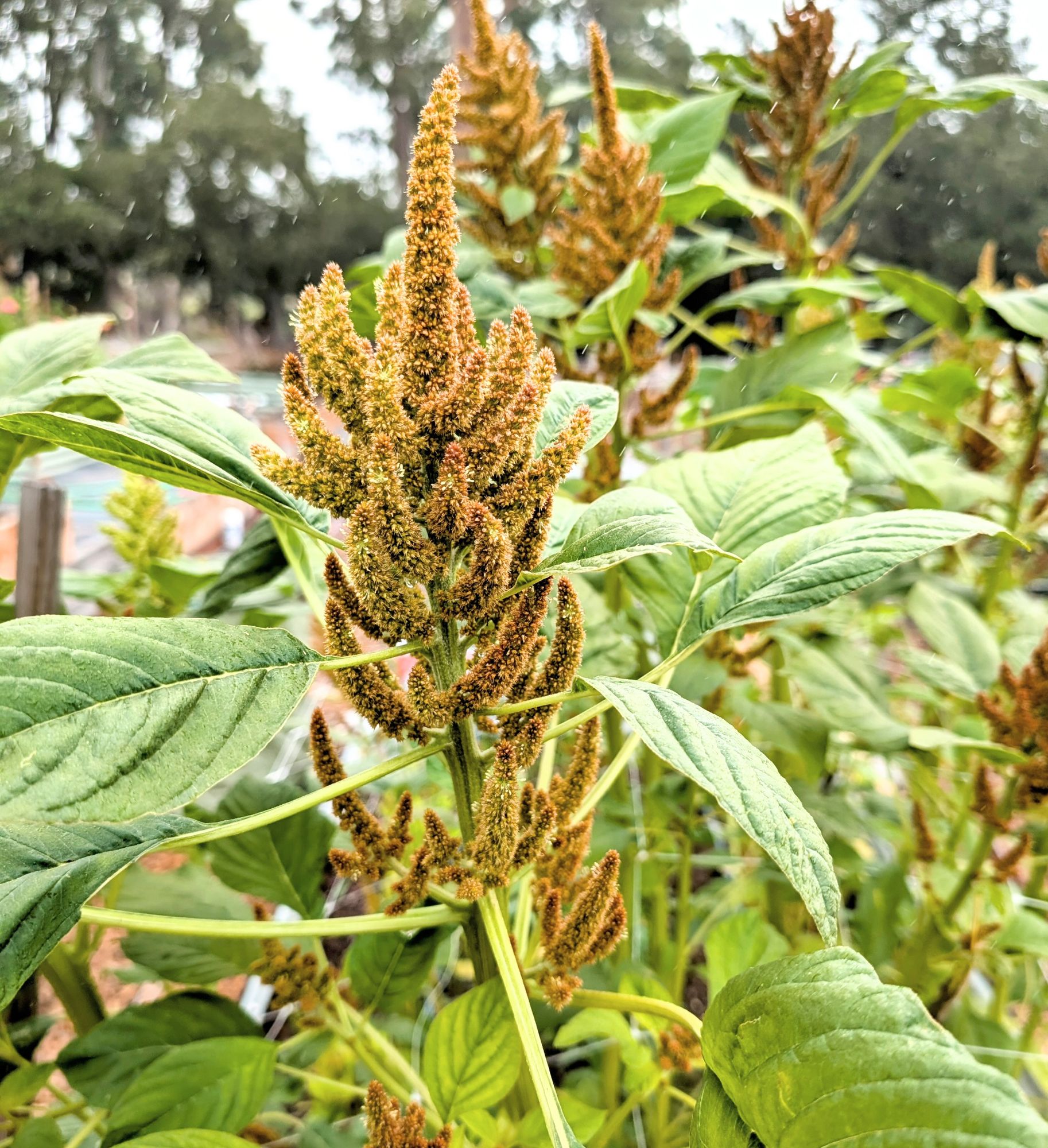 AMARANTHUS cruentus Hot Biscuits