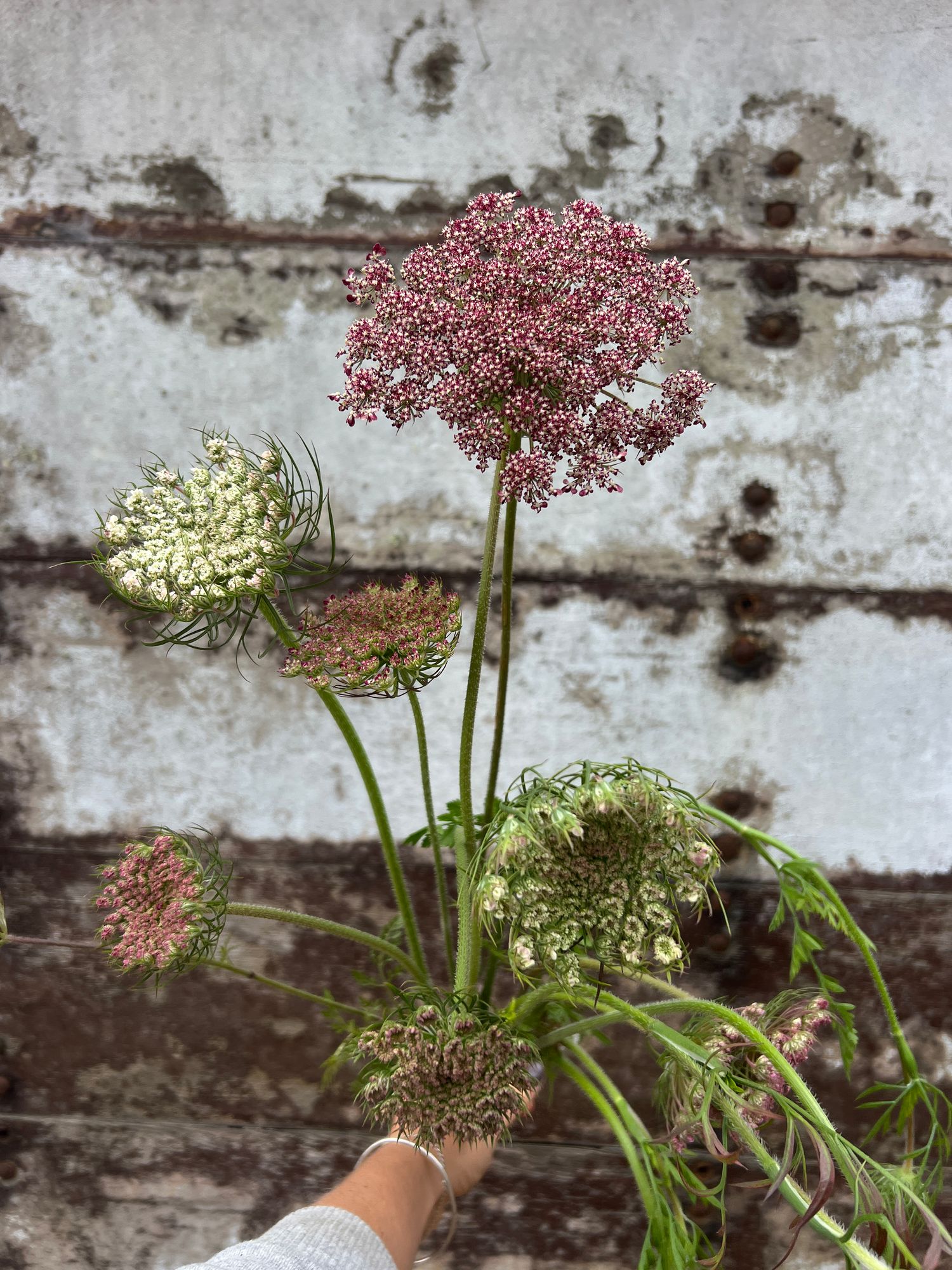 AMMI visnaga Green Mist