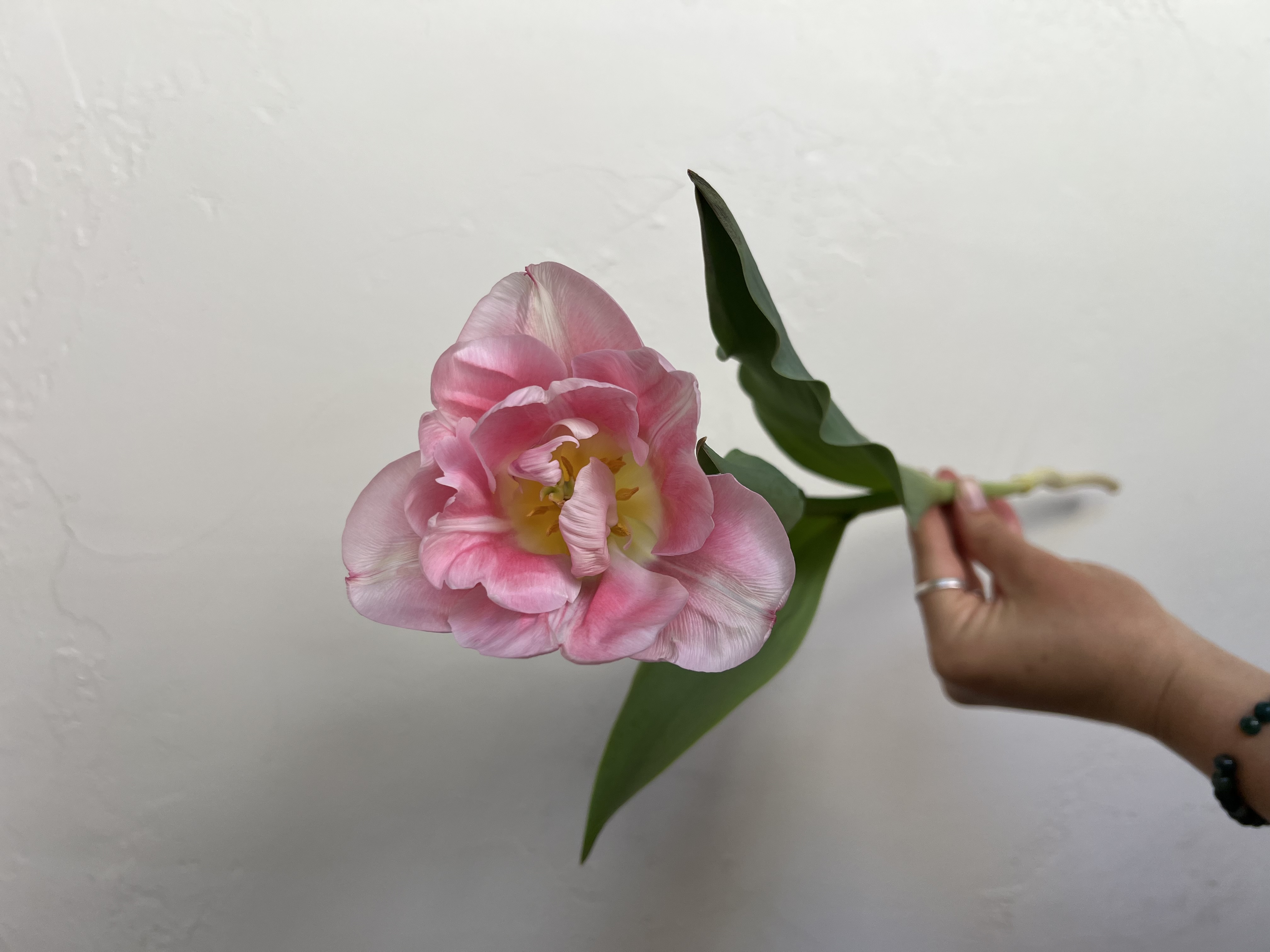 TULIPA Perfect Wedding