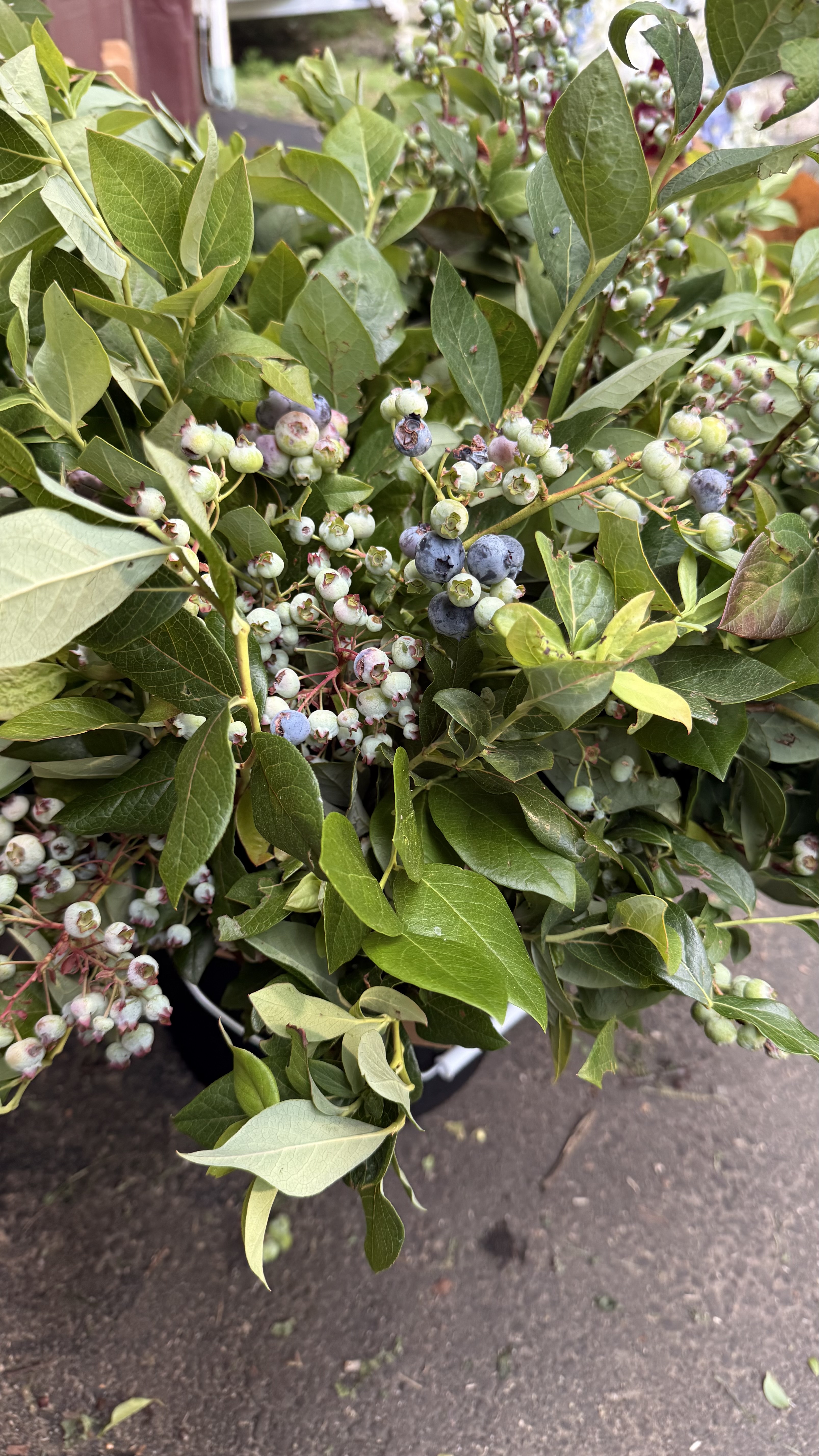 VACCINIUM corymbosum