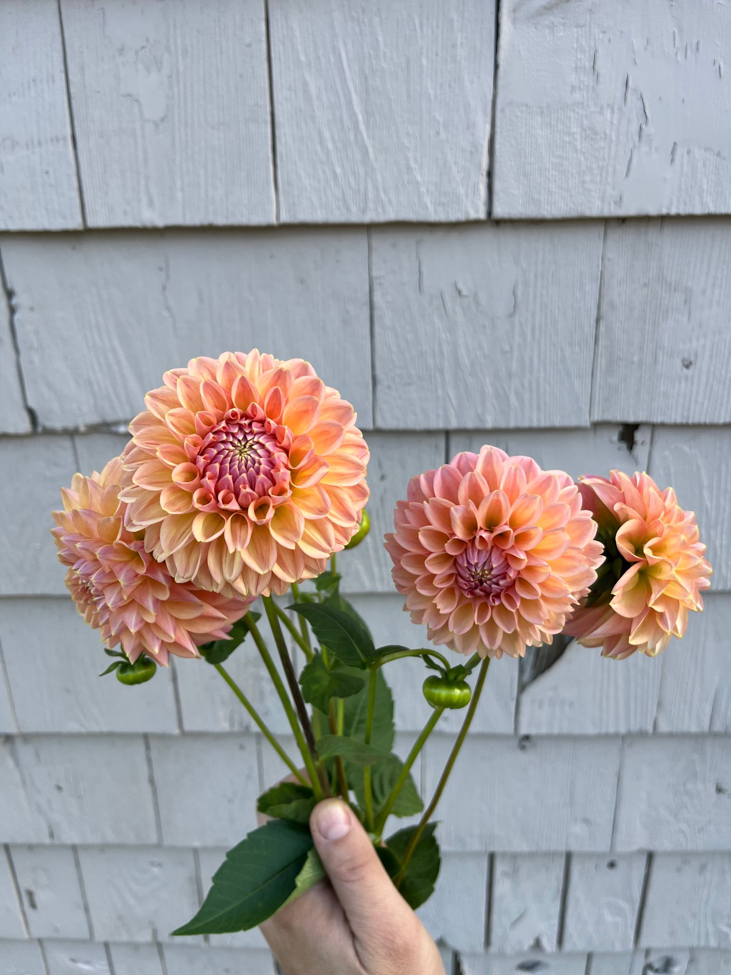 DAHLIA Lindas Baby