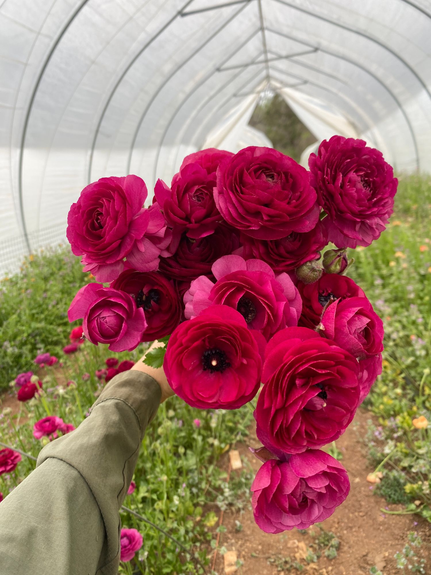 RANUNCULUS