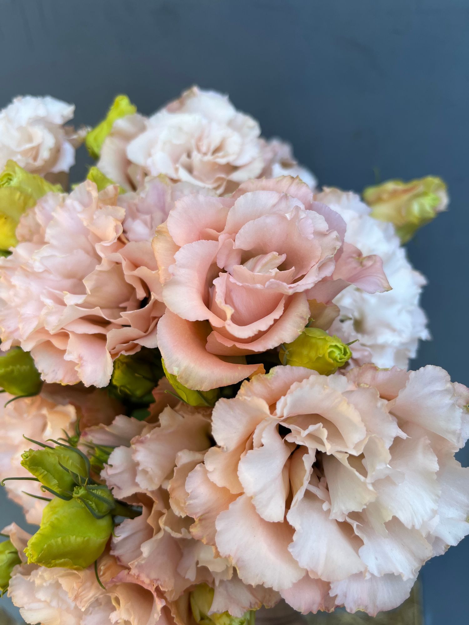 EUSTOMA grandiflorum Celeb Apricot