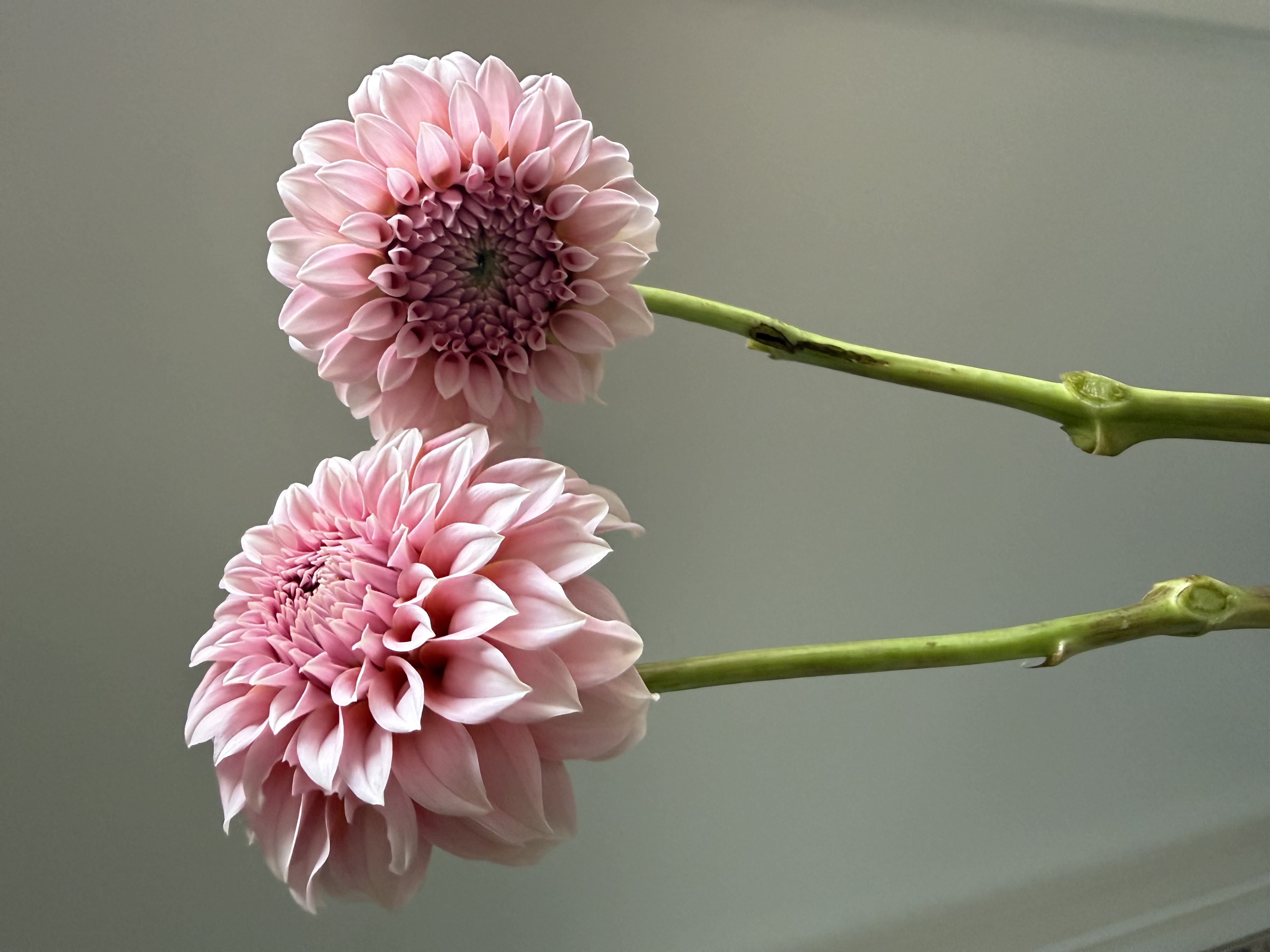 DAHLIA Peaches n Cream