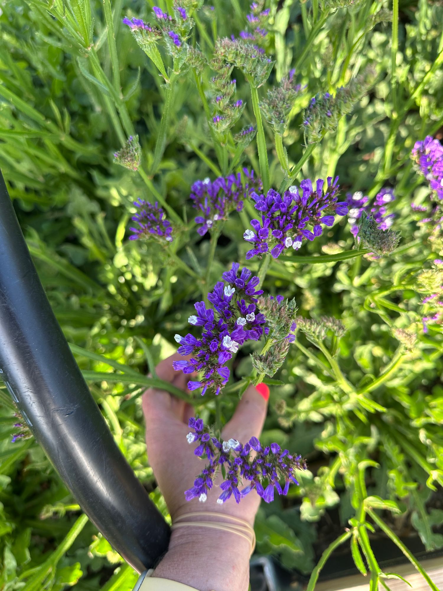 LIMONIUM latifolium