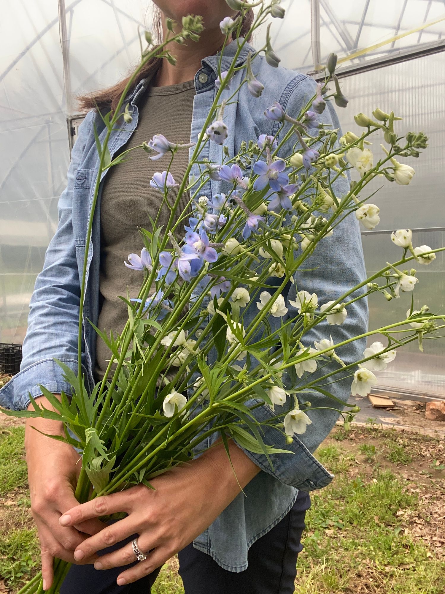 DELPHINIUM