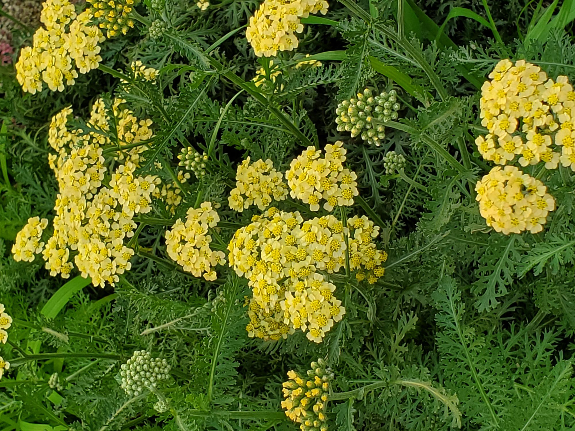 ACHILLEA millefolium Terracotta