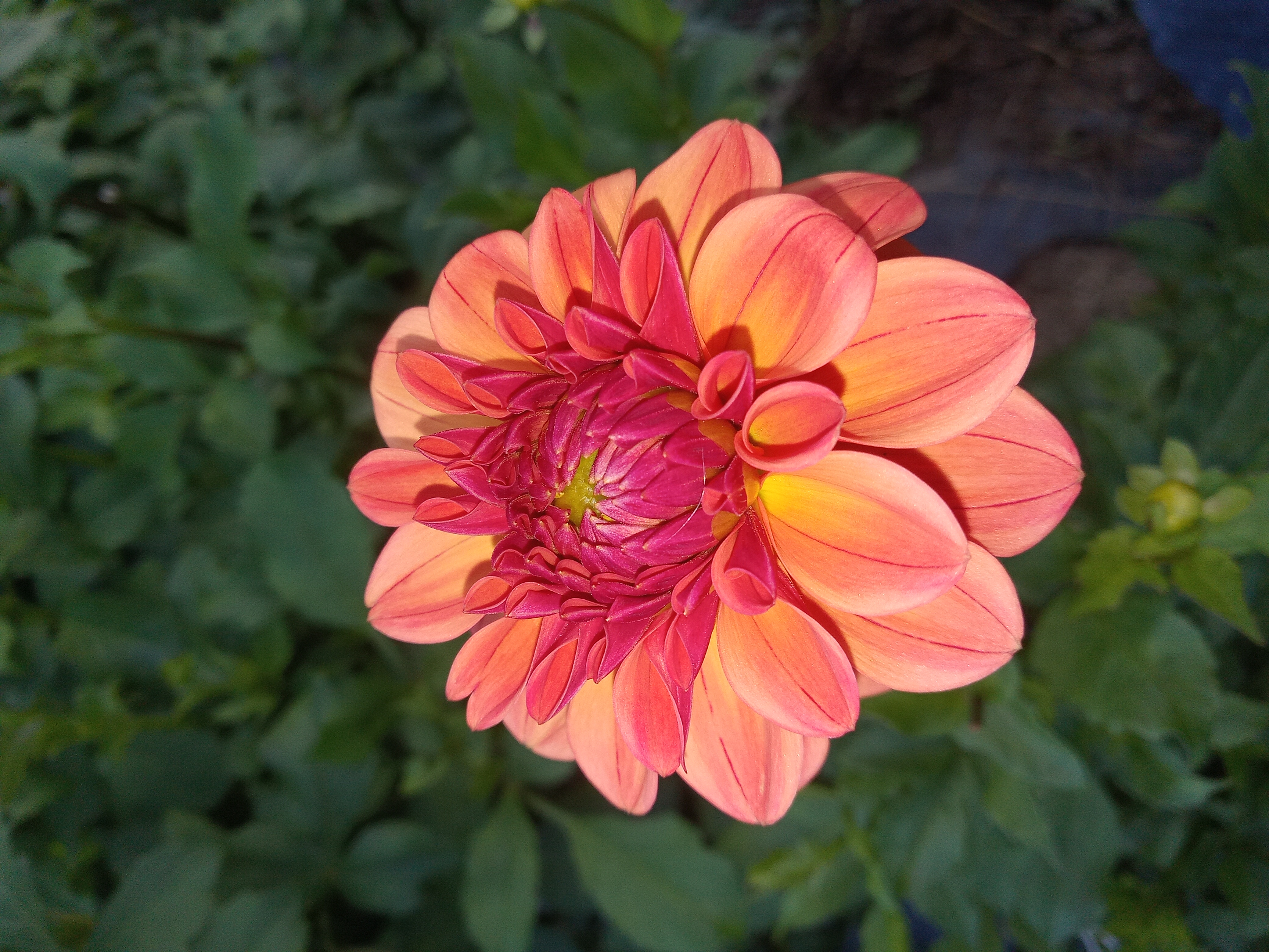 DAHLIA Iced Tea