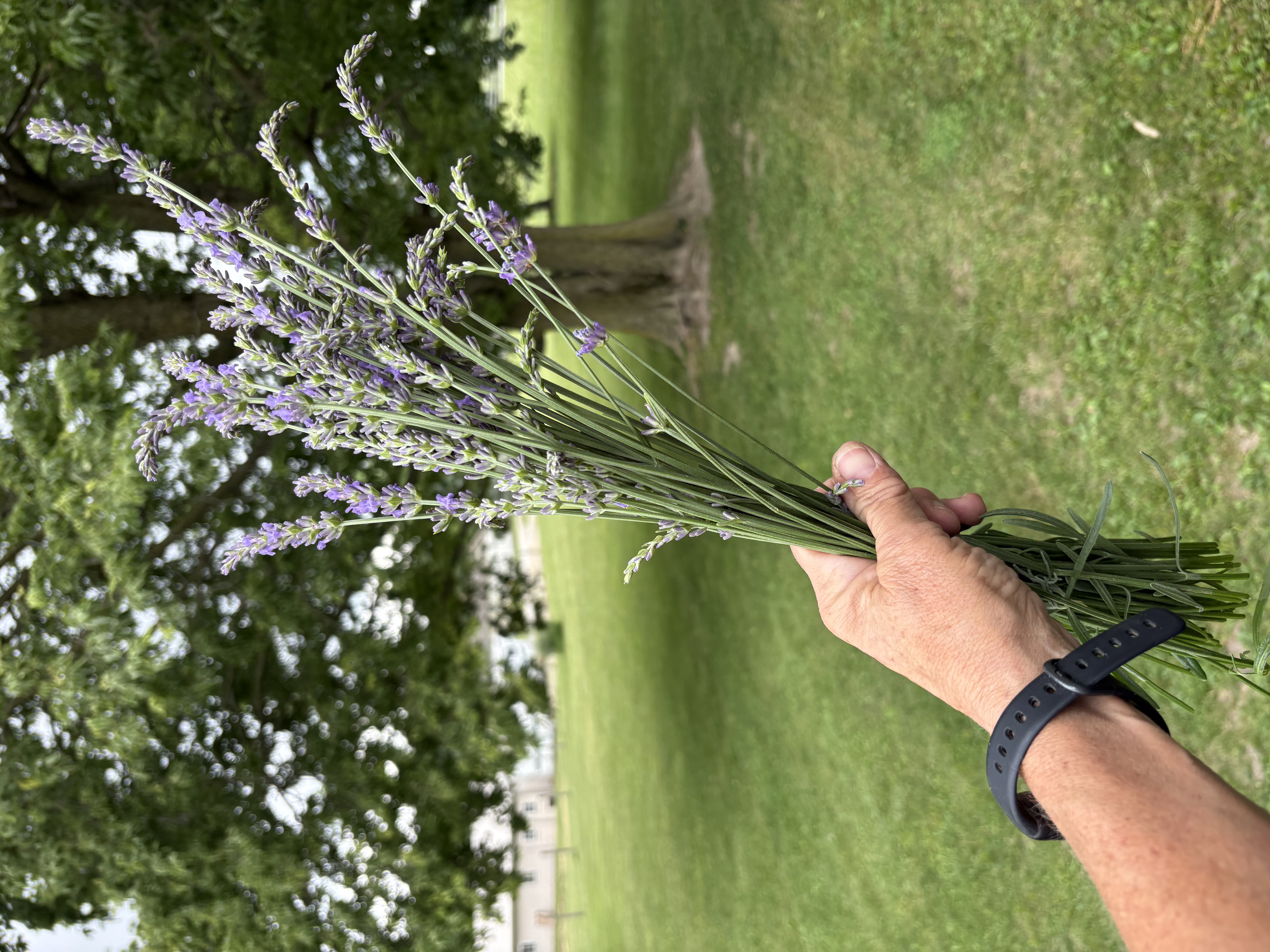LAVENDULA x intermedia Provence