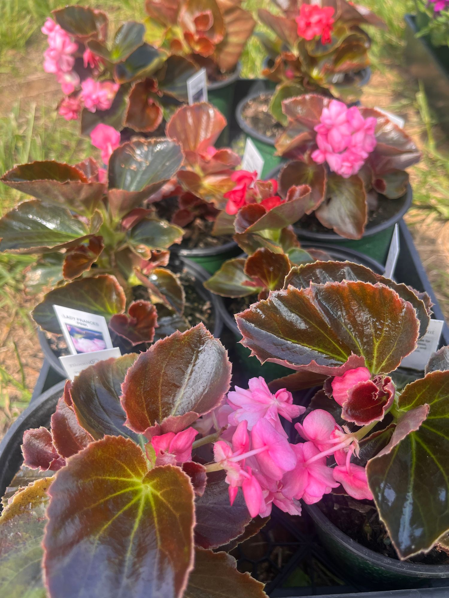 Begonia