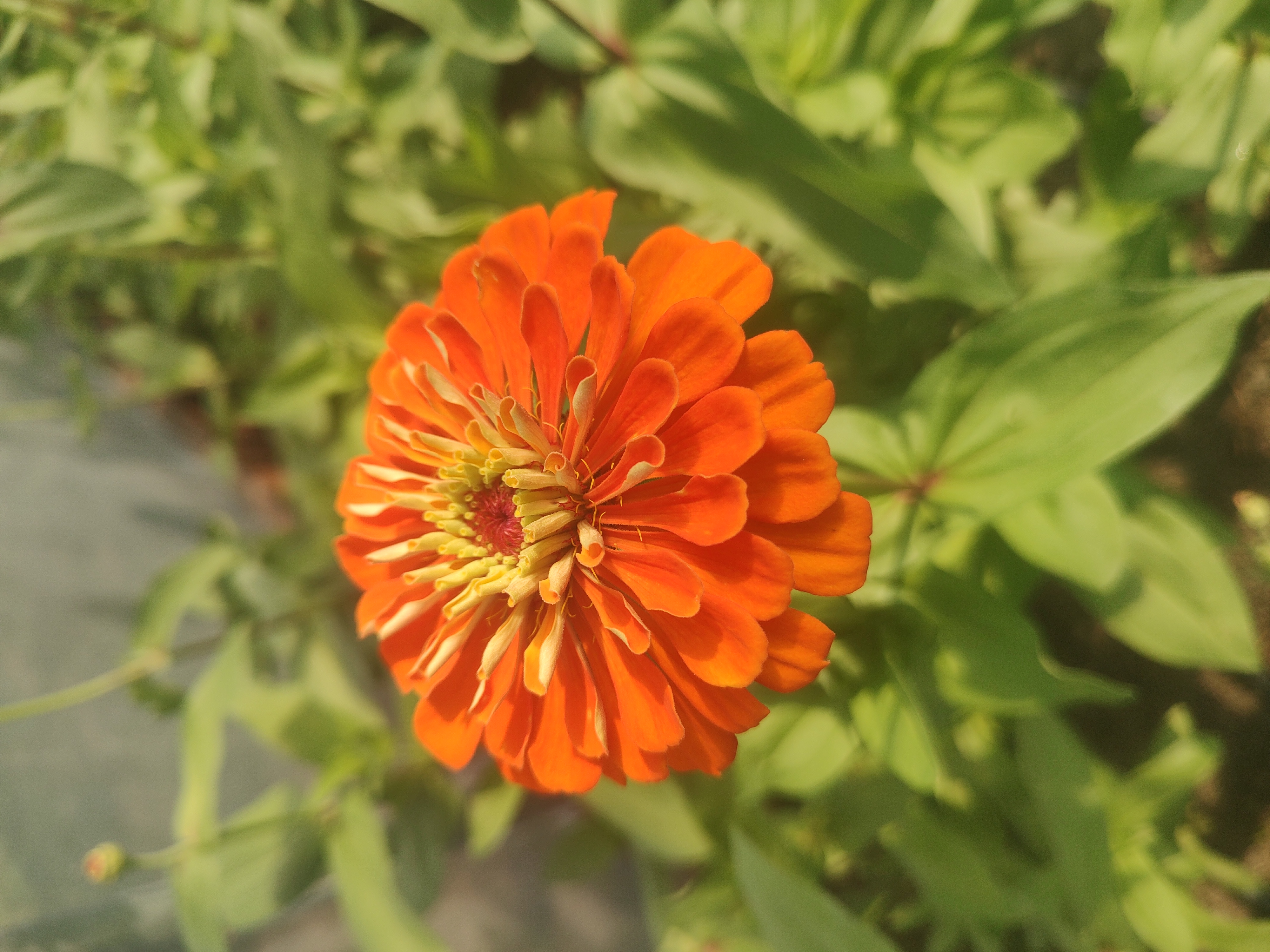 ZINNIA elegans Benary's Giant Orange
