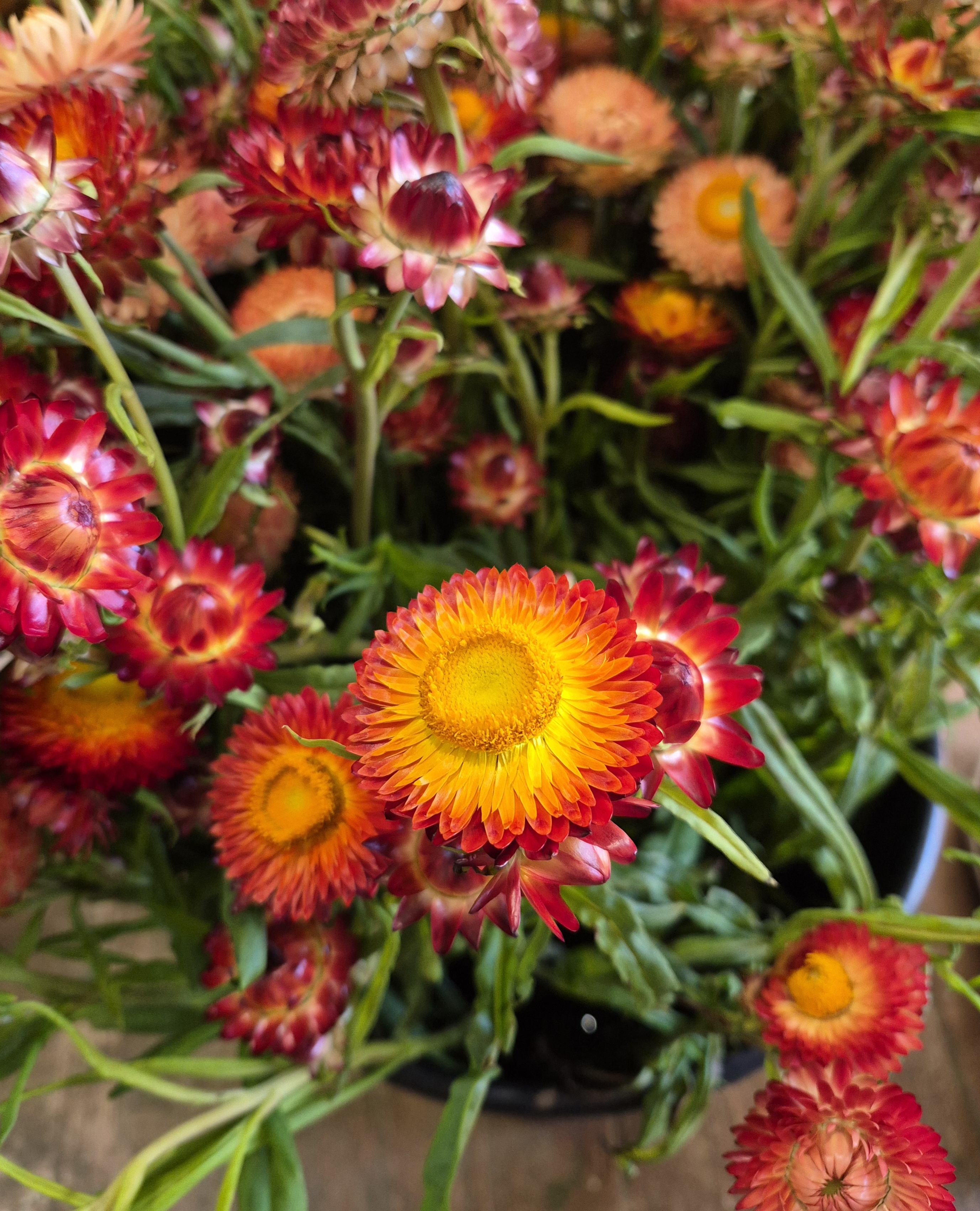 XEROCHRYSUM bracteatum Copper Red