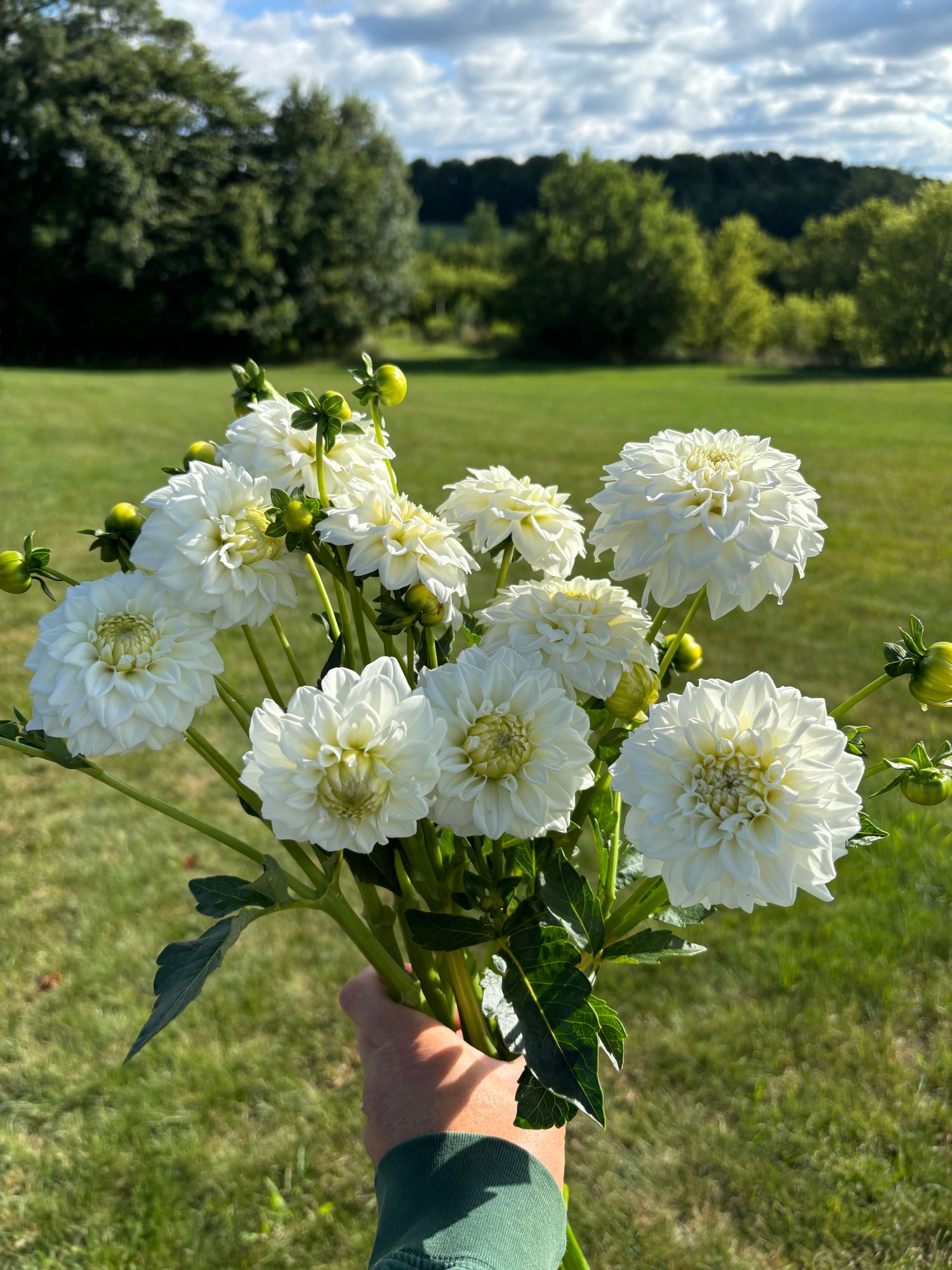 DAHLIA