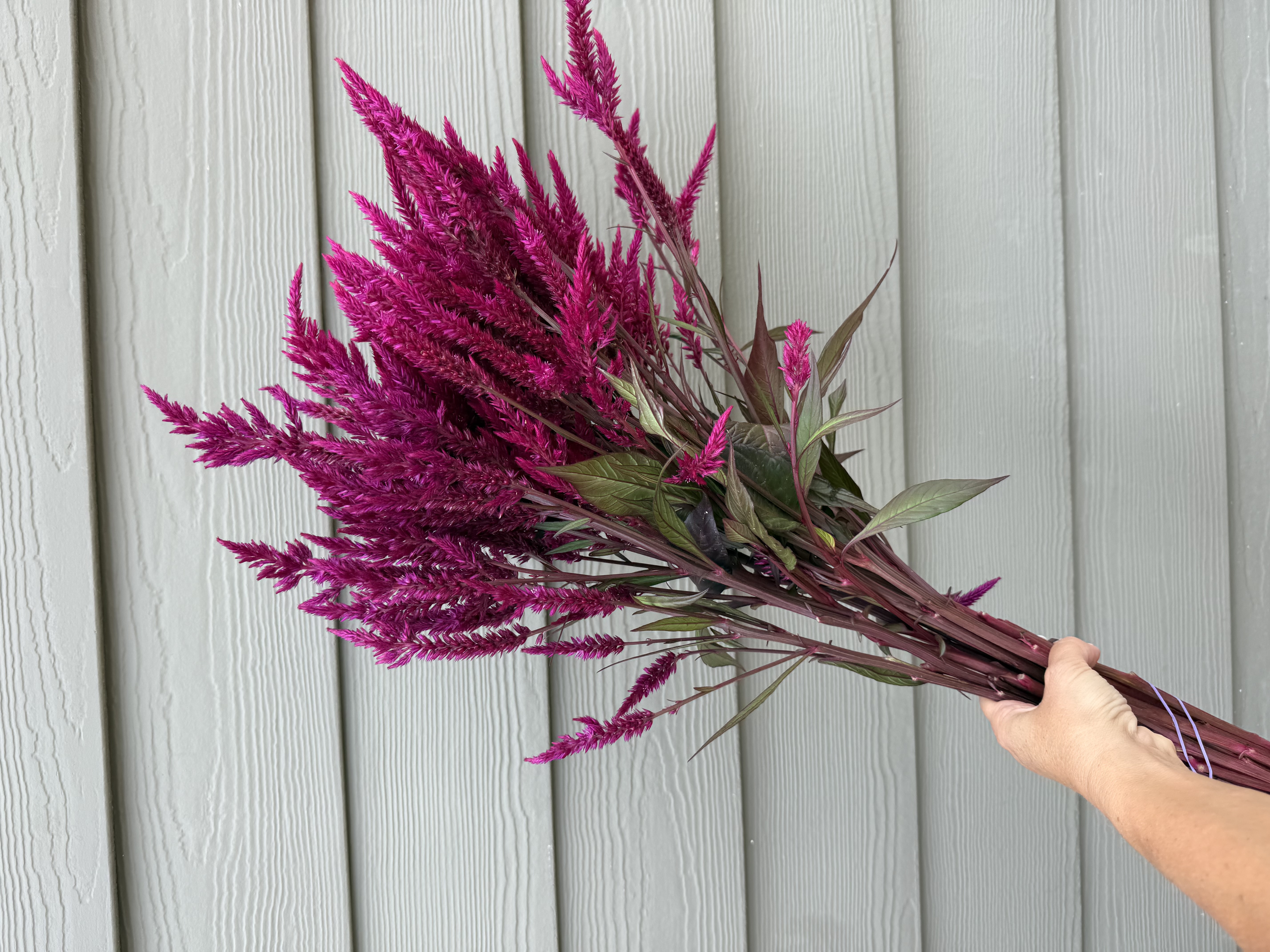 CELOSIA argentea