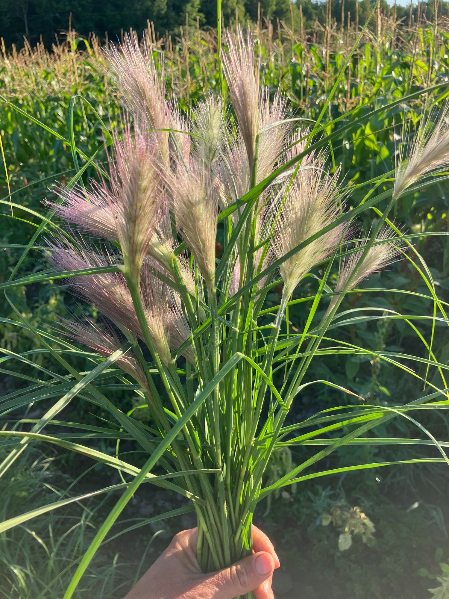 PENNISETUM villosum Feather Top