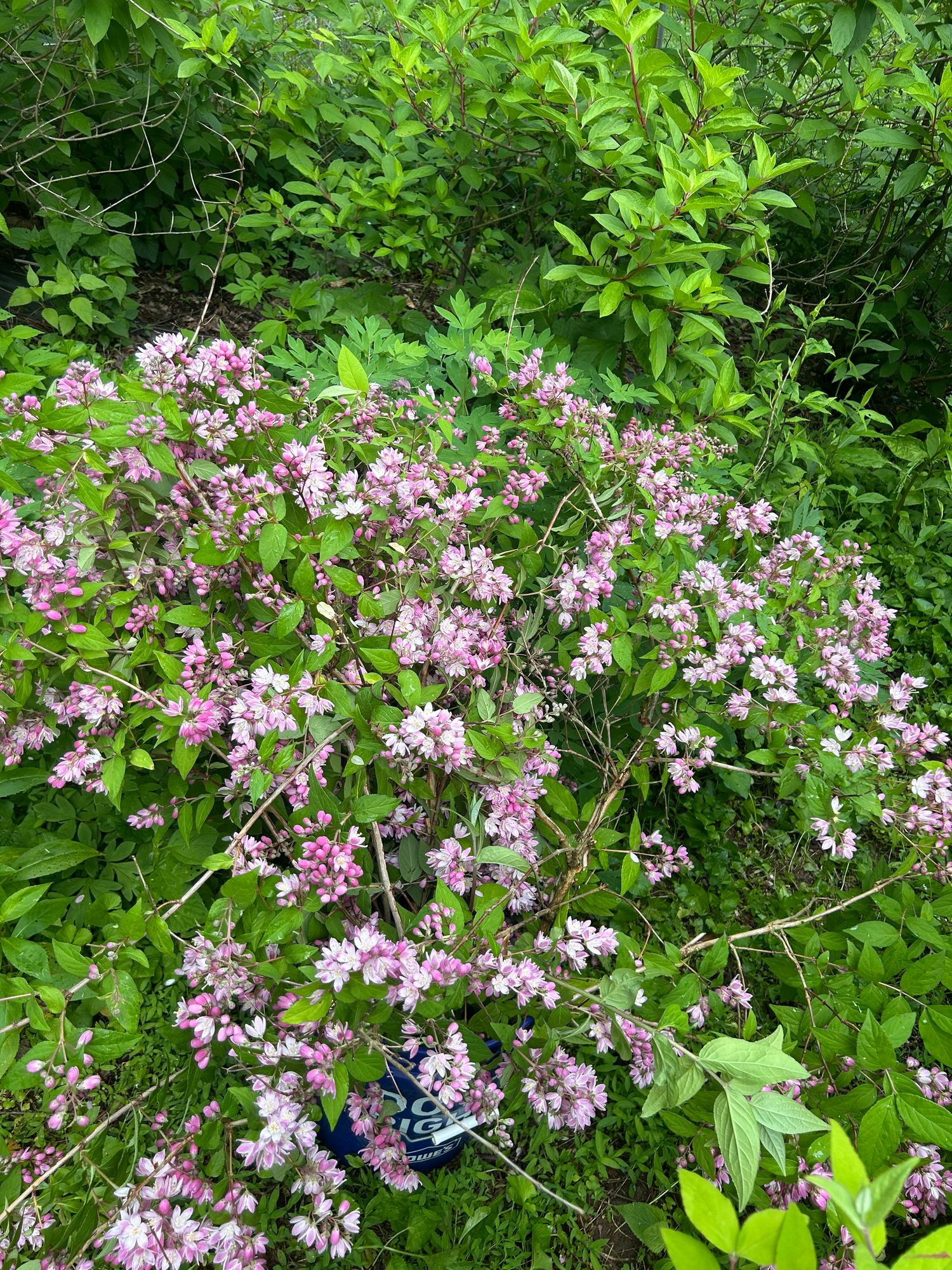 DEUTZIA