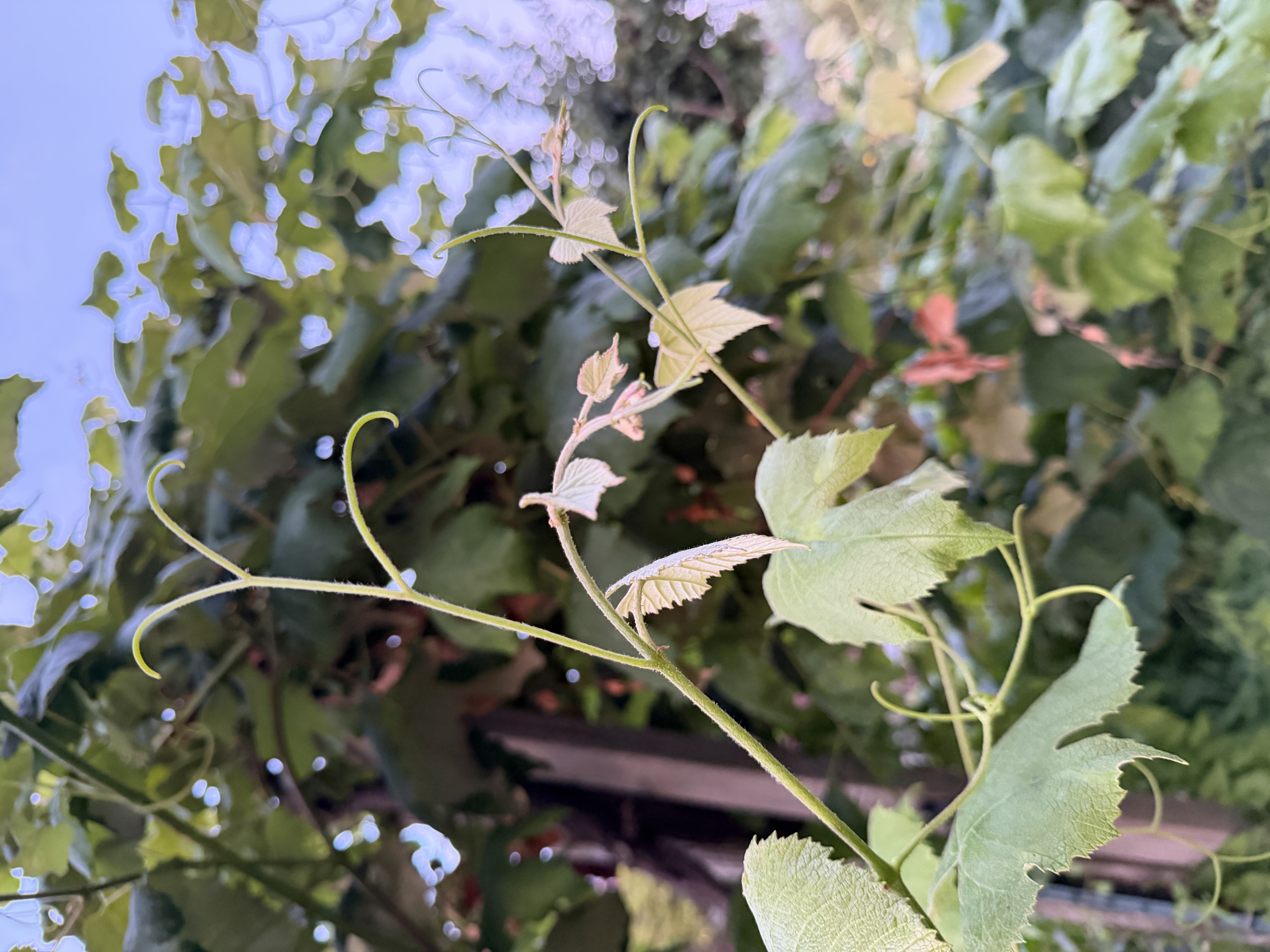 VITIS vinifera