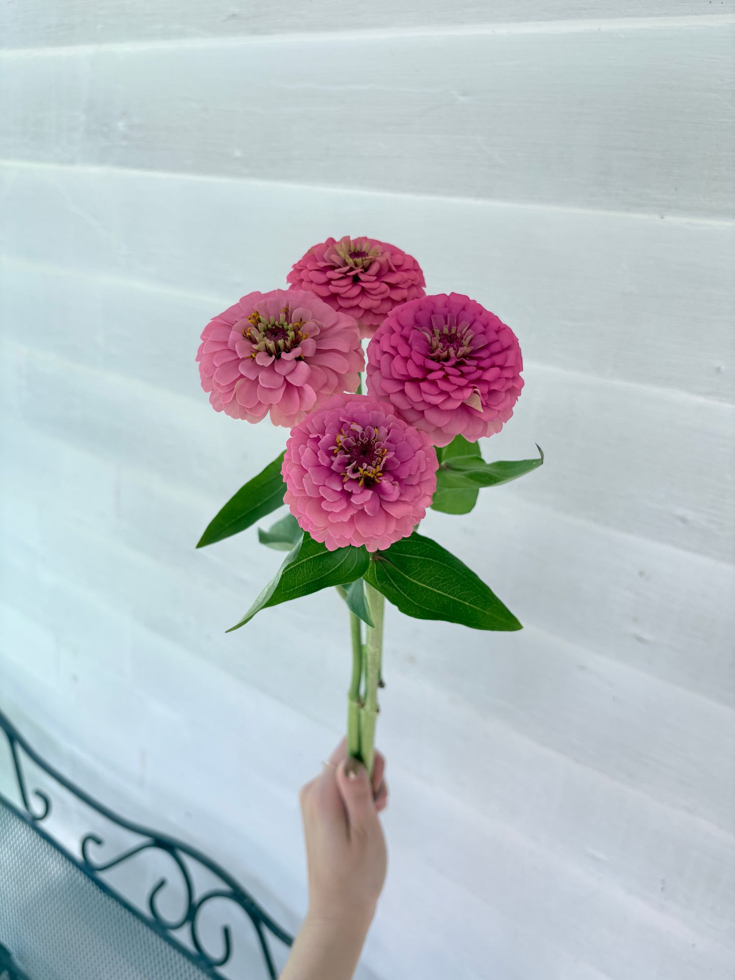 ZINNIA elegans Oklahoma Series