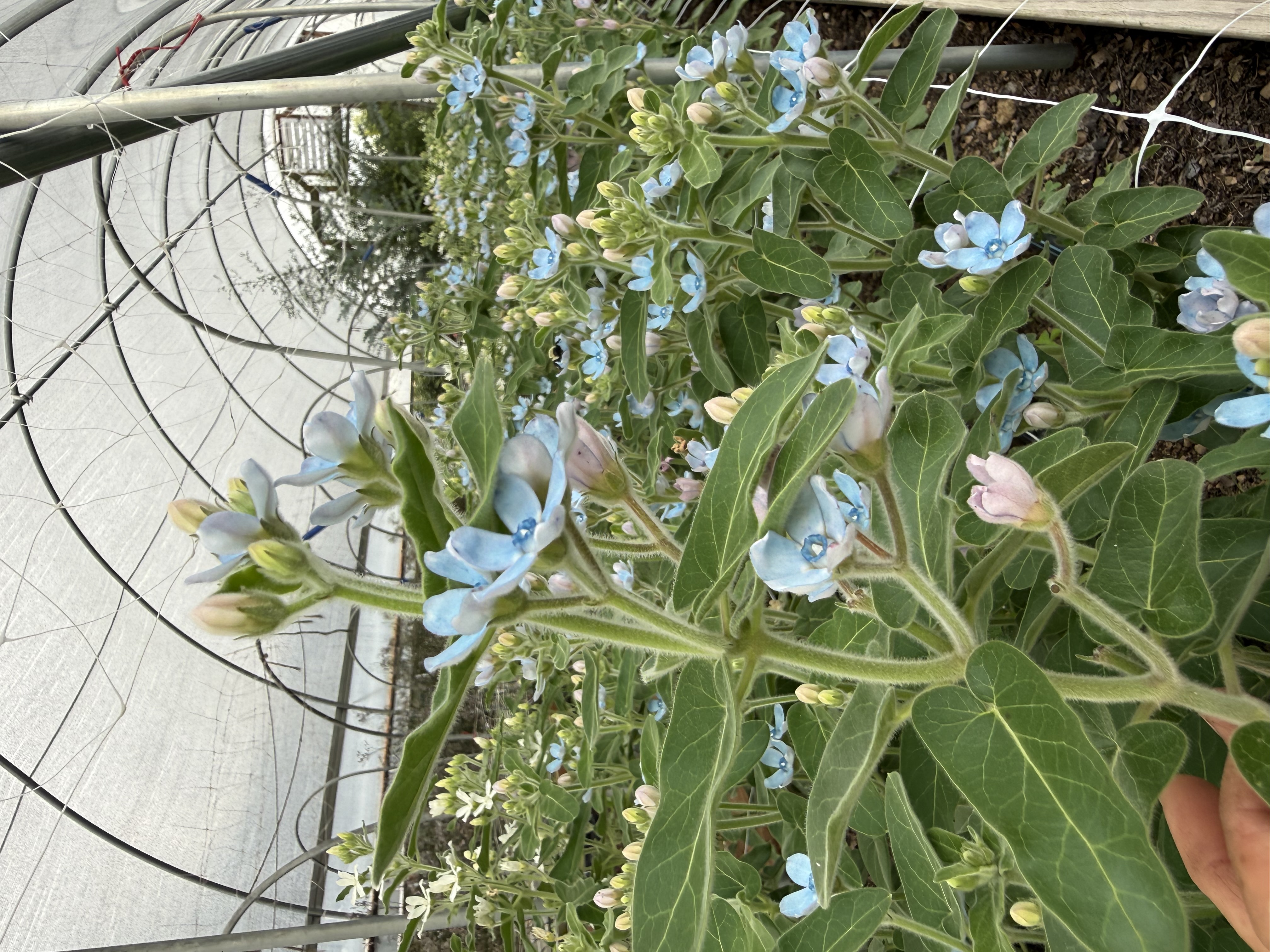 OXYPETALUM coeruleum Pure Blue