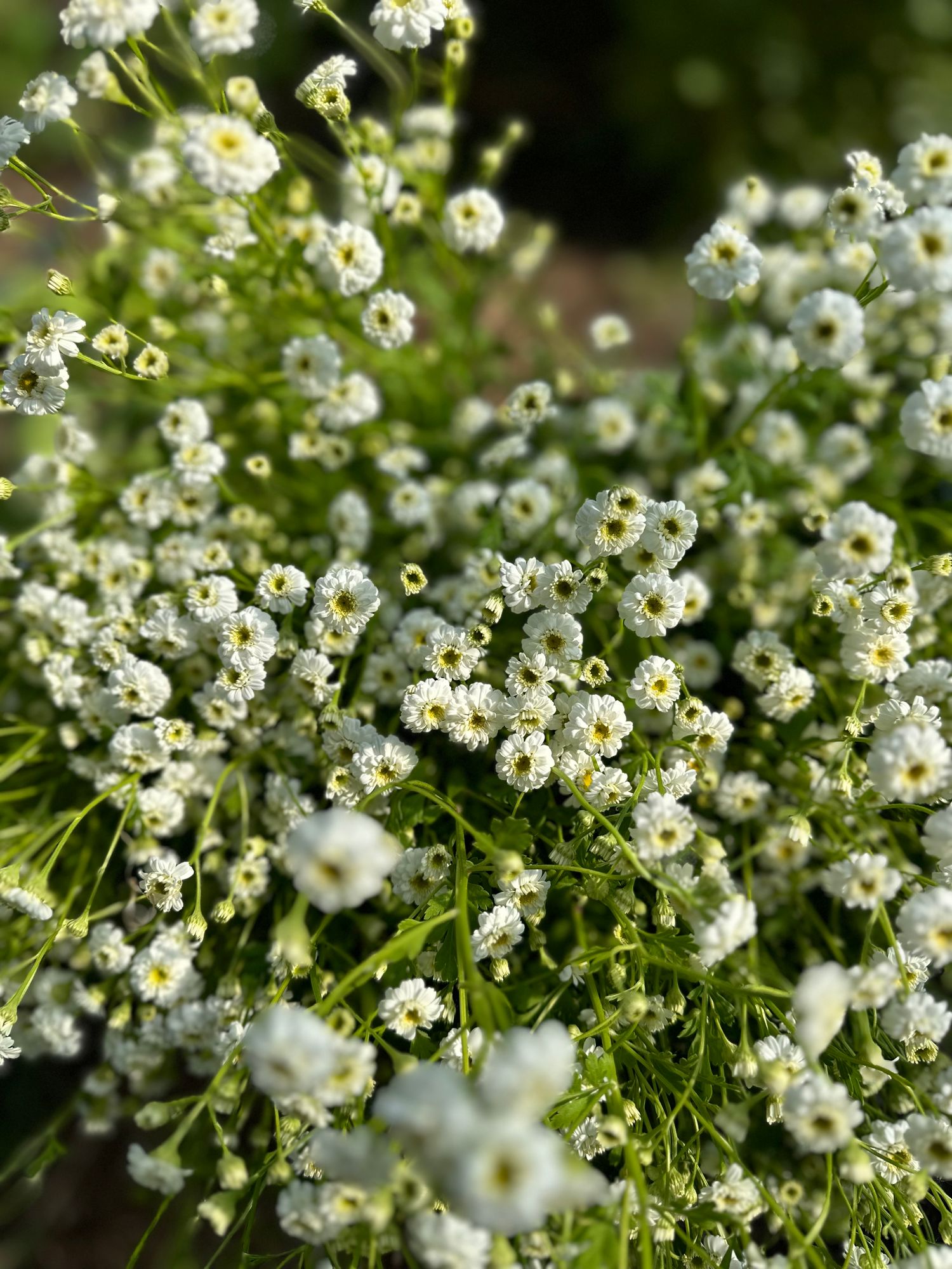 TANACETUM parthenium Tetra
