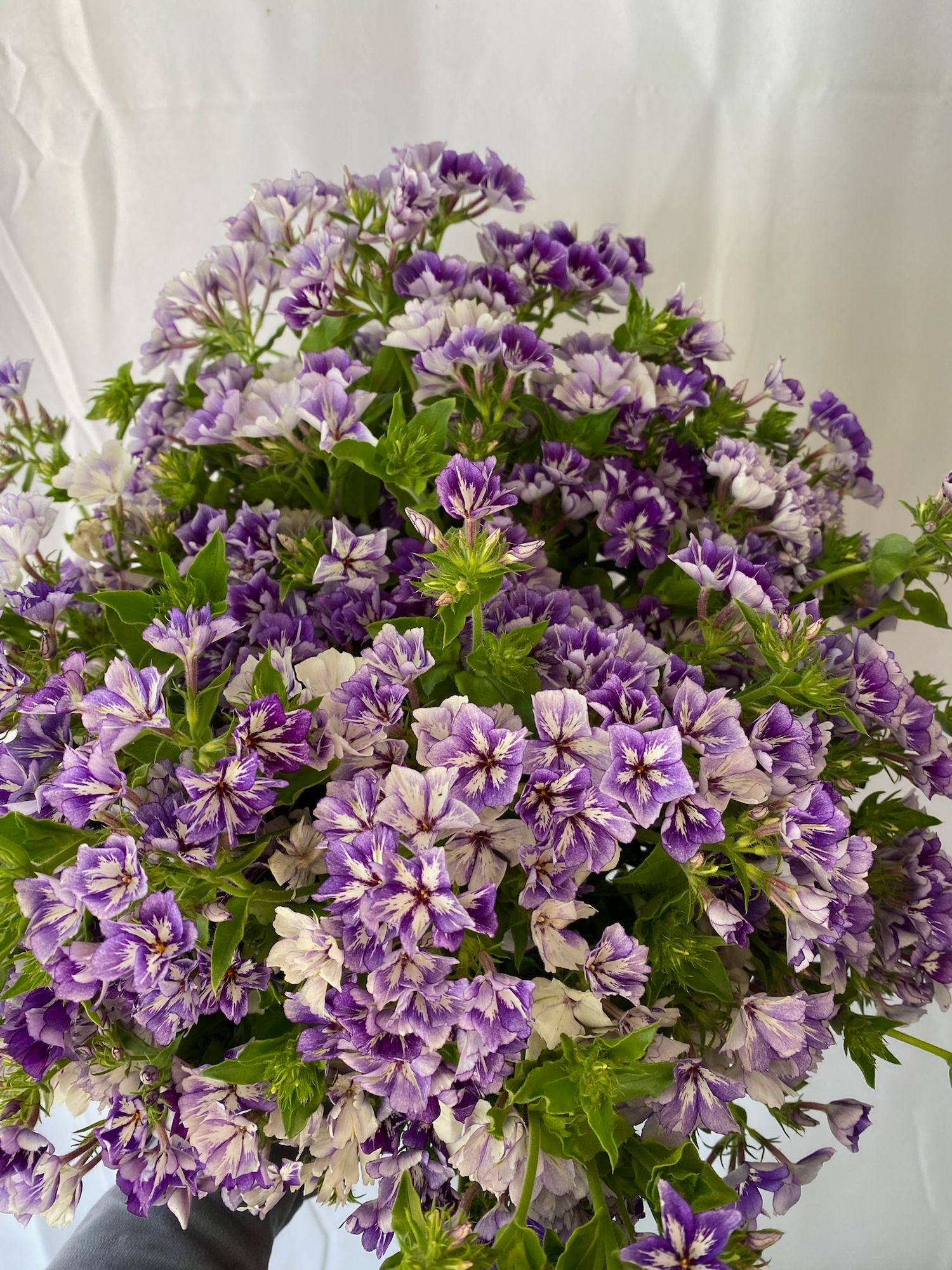 PHLOX drummondii Sugar Stars
