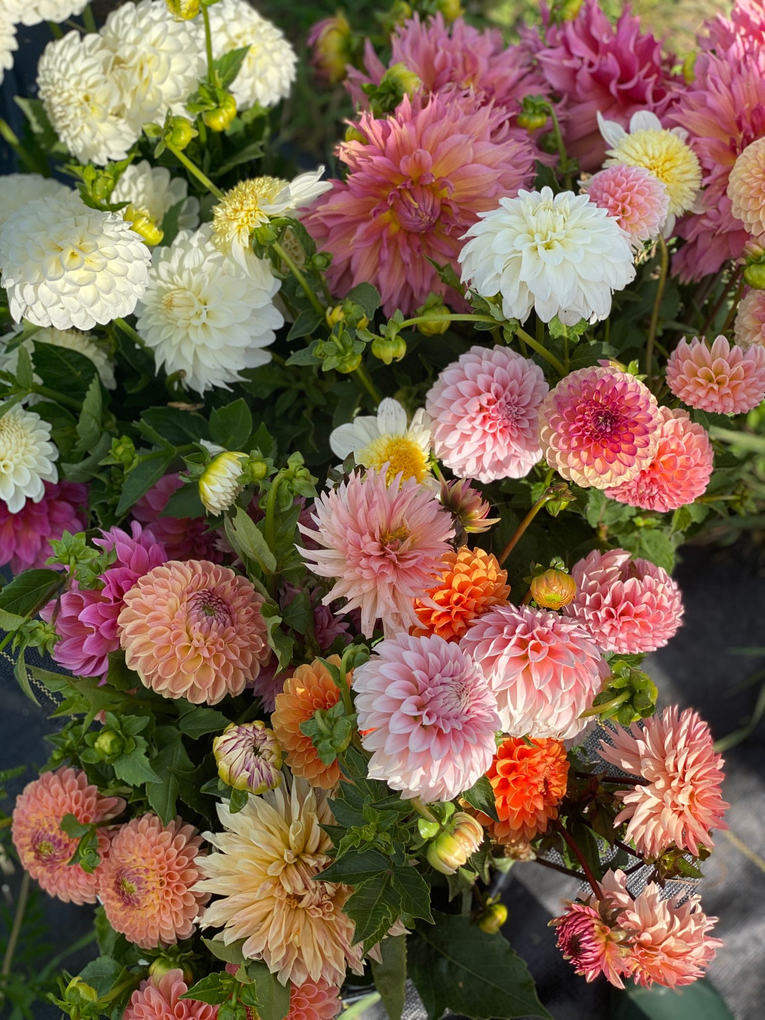 DAHLIA Ball
