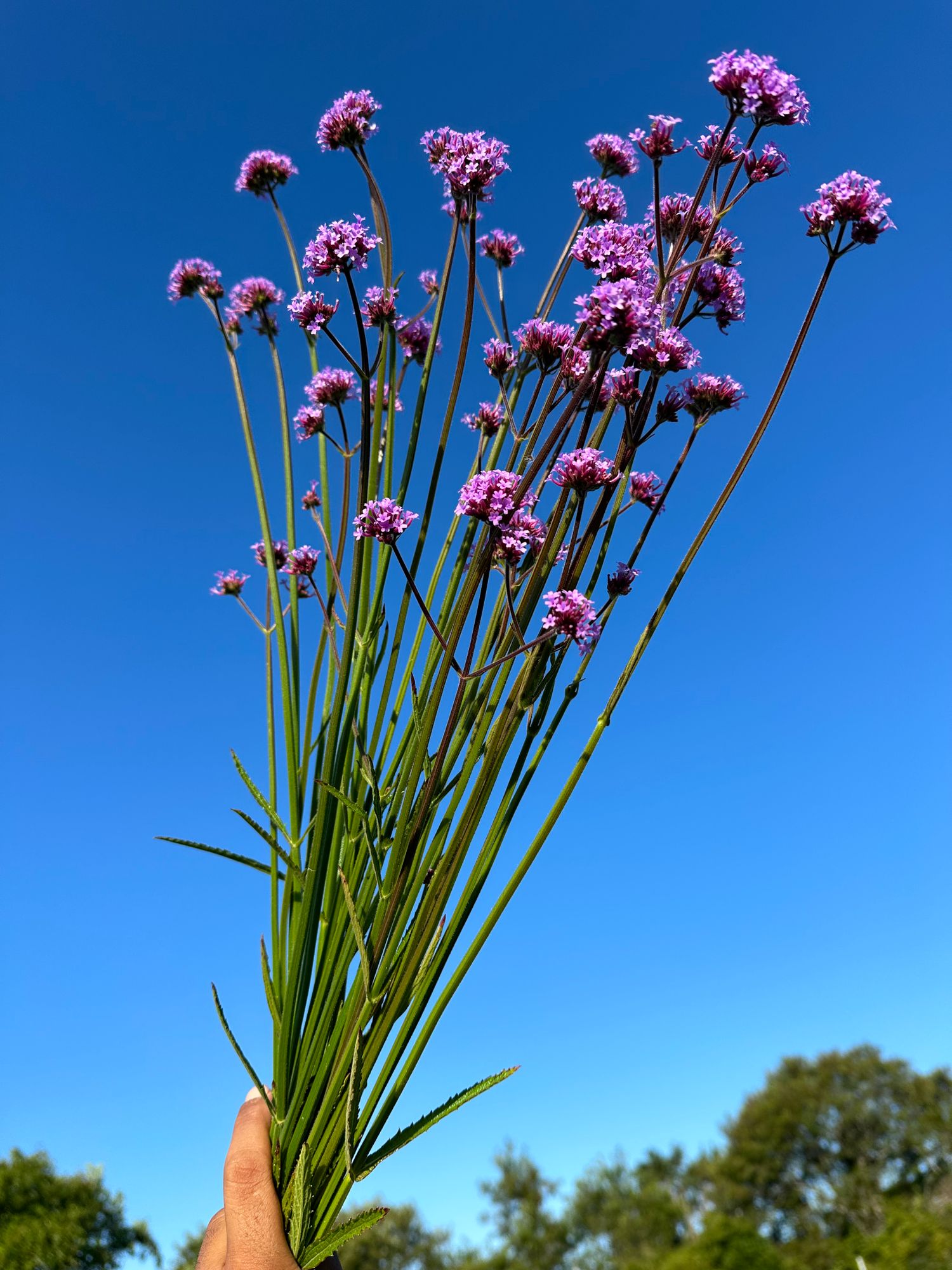 VERBENA bonariensis