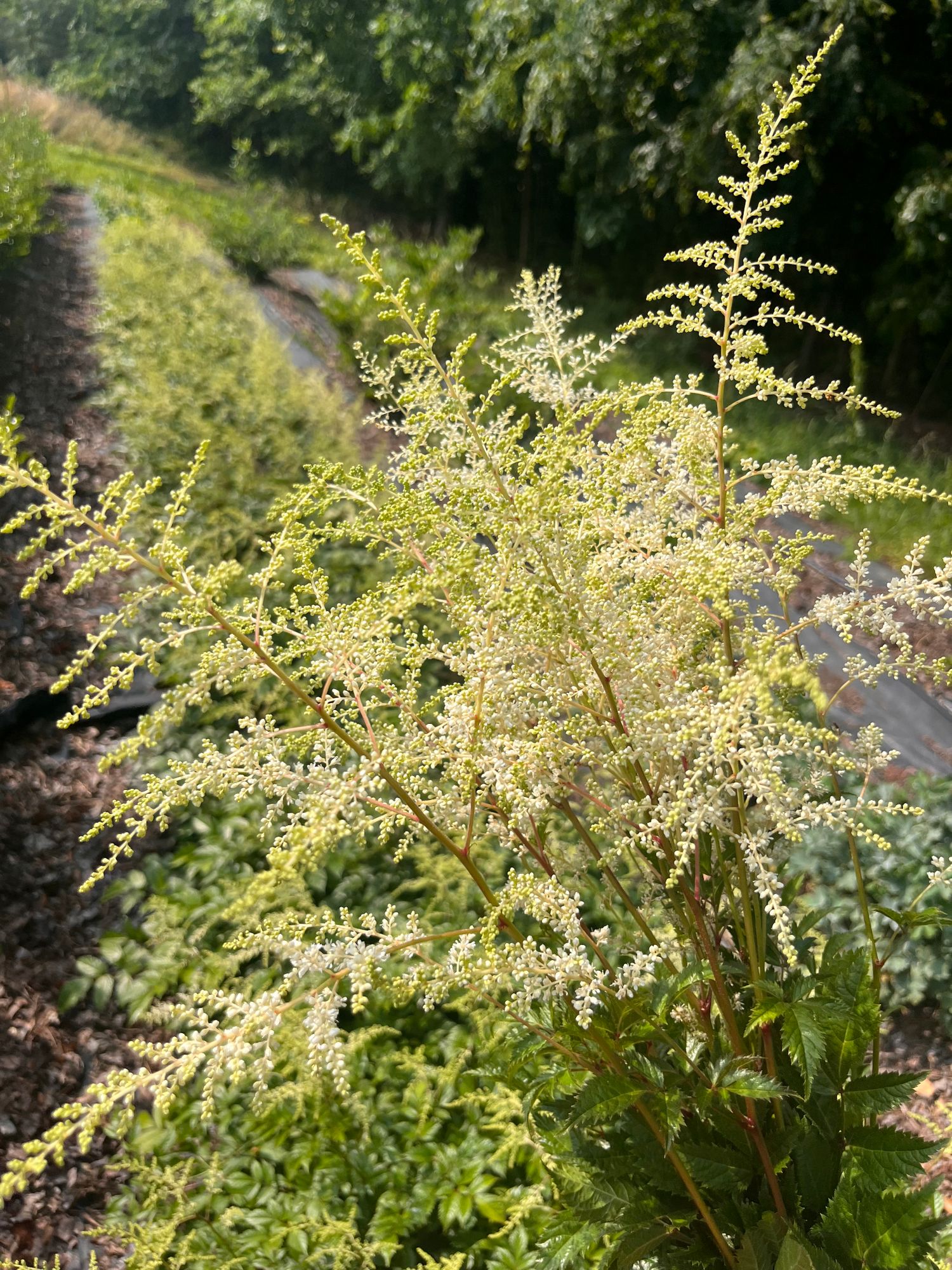 ASTILBE japonica