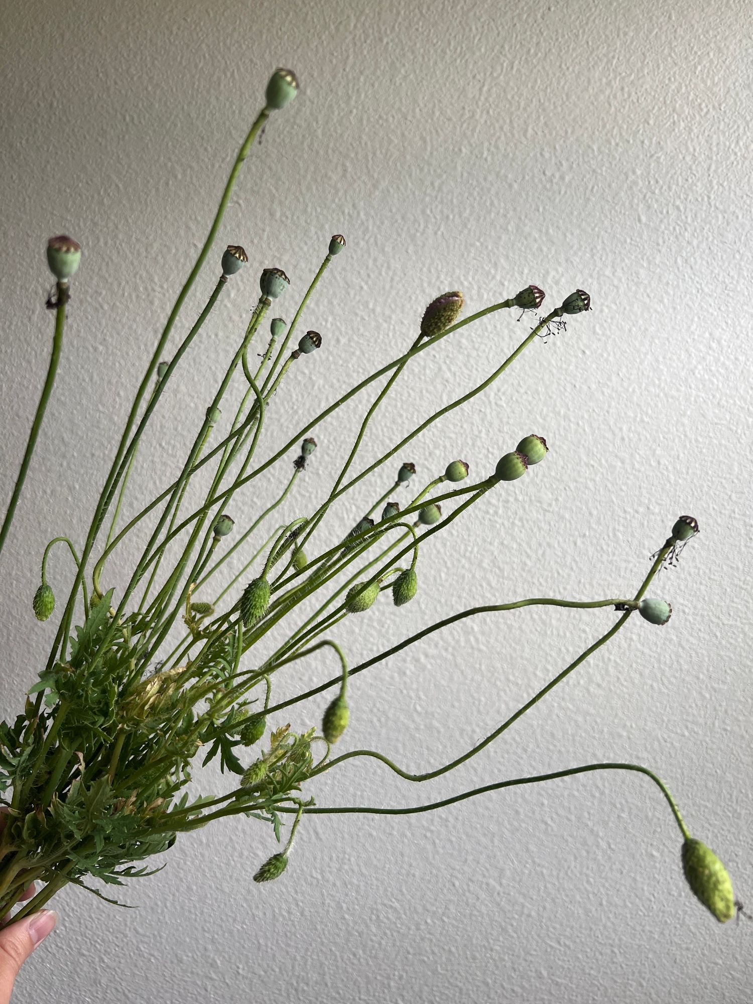 PAPAVER rhoeas Mother of Pearl