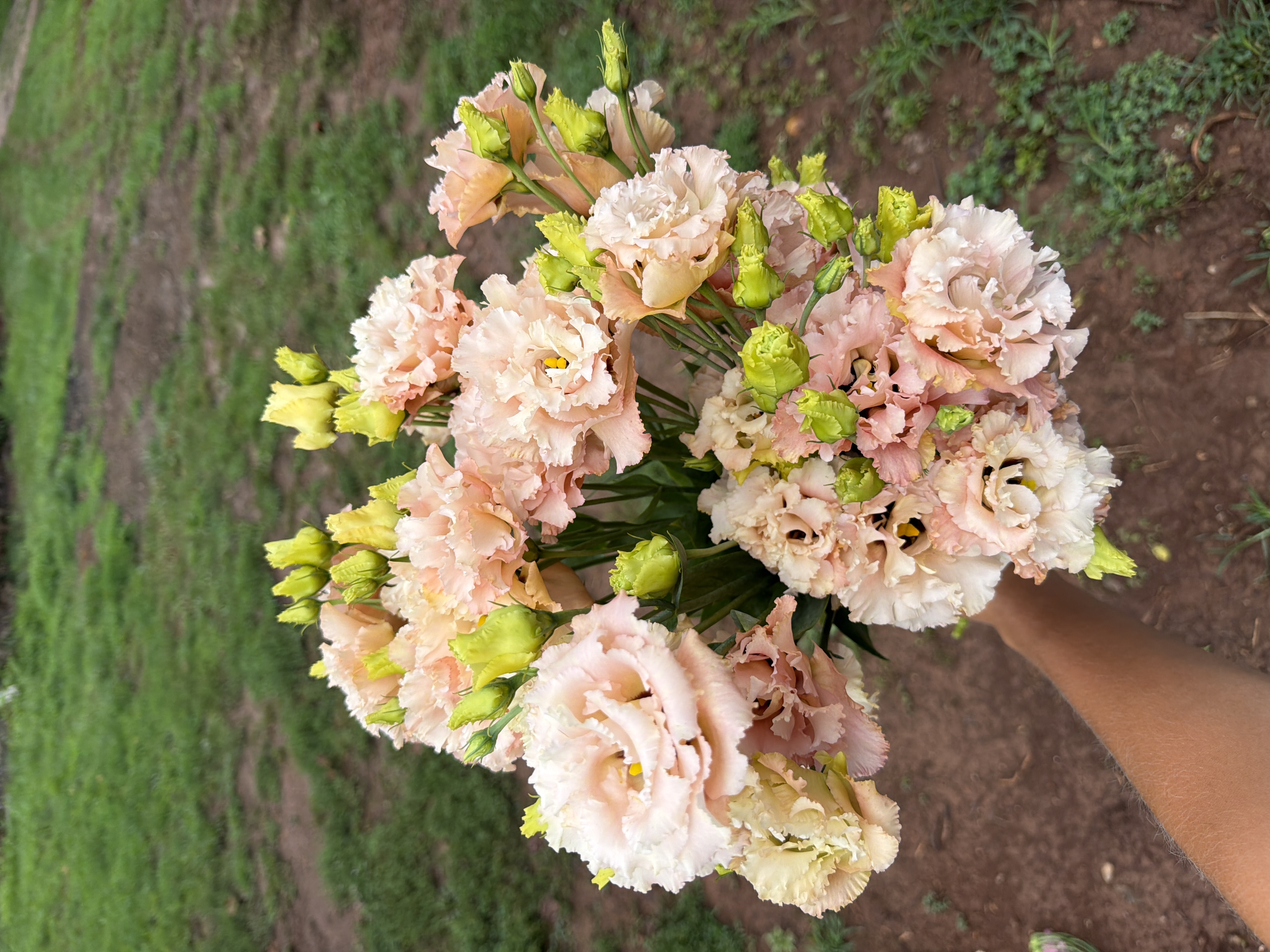 EUSTOMA grandiflorum Voyage Light Apricot