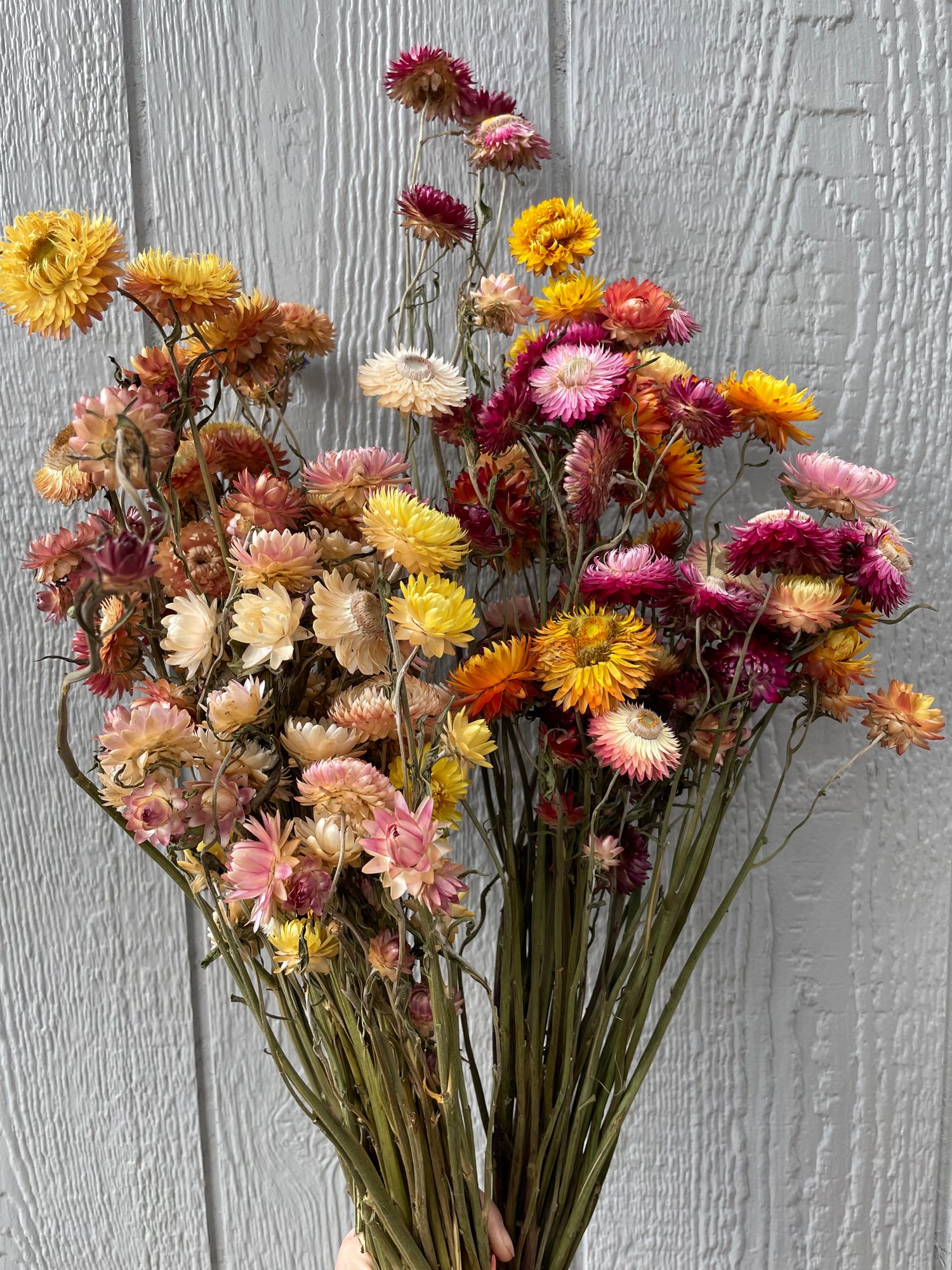 XERANTHEMUM bracteatum Lumina Double