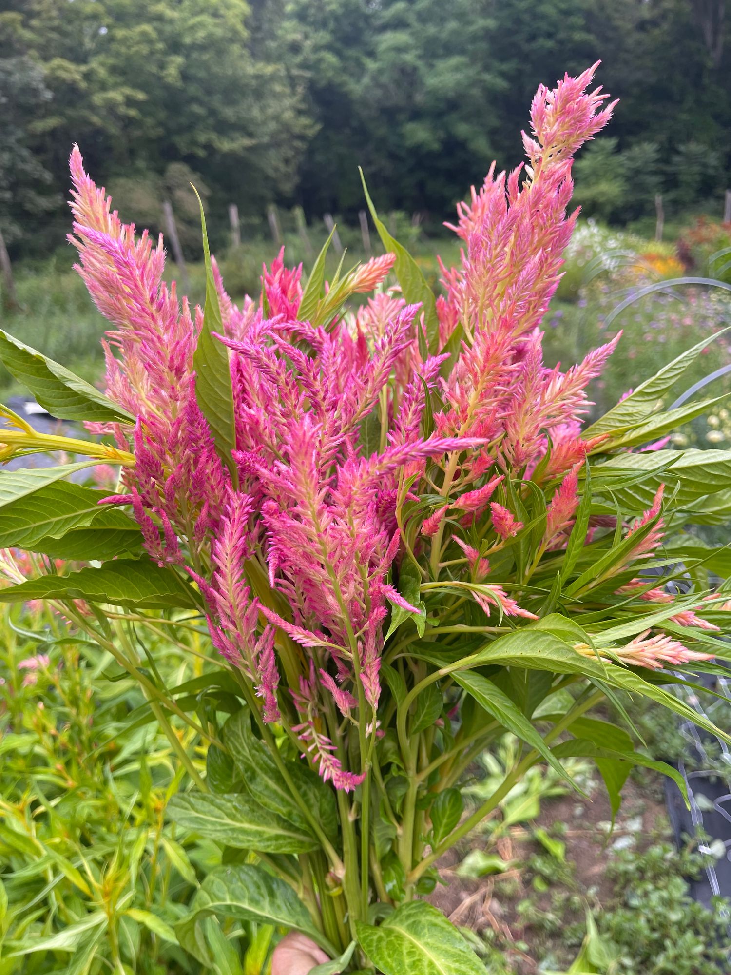 CELOSIA argentea var. plumosa Spun Sugar