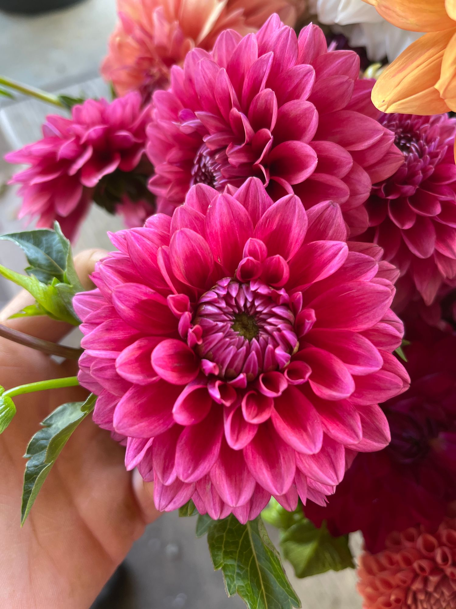 DAHLIA Waterlily (gen. classif.)