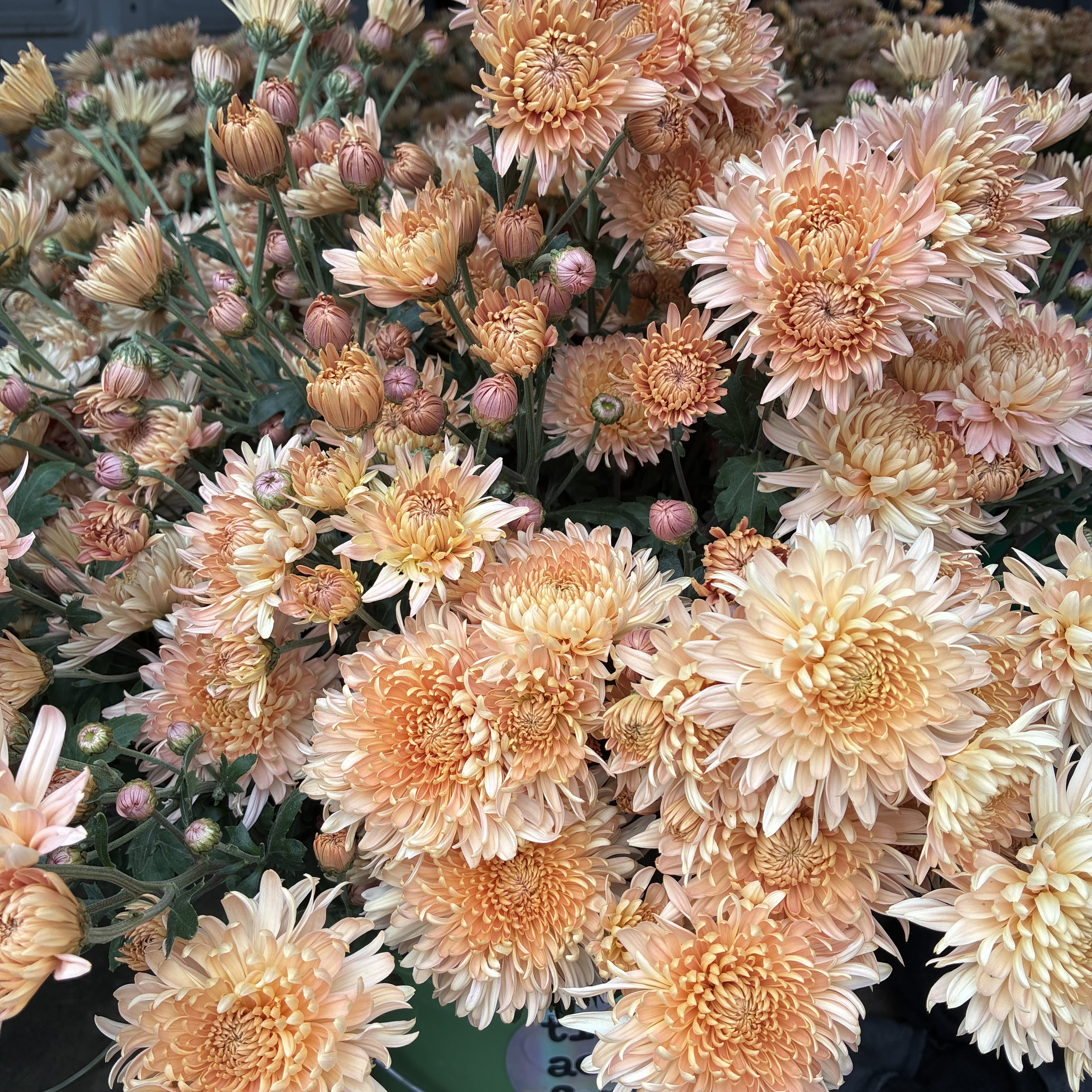 CHRYSANTHEMUM