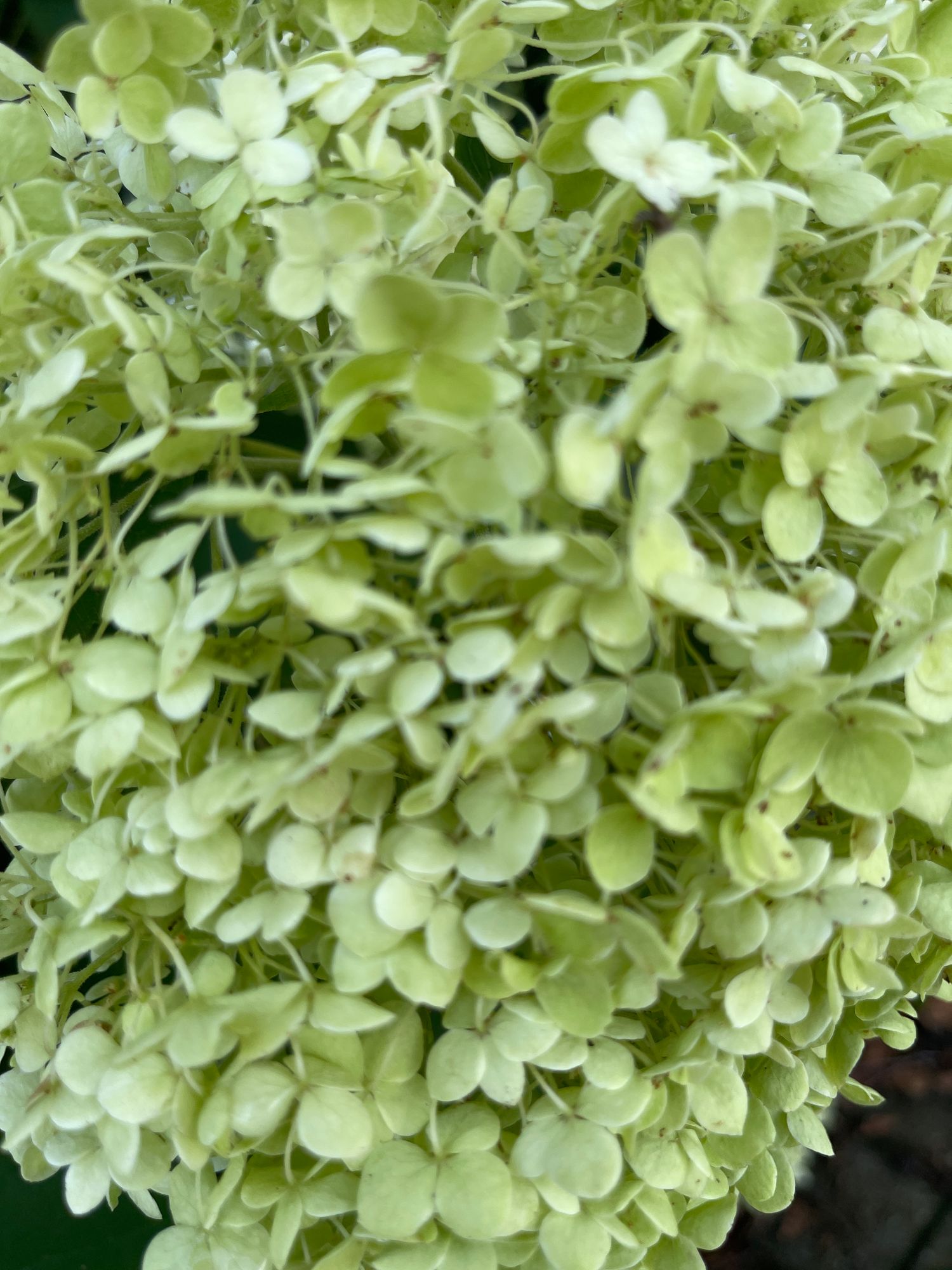 HYDRANGEA arborescens Annabelle