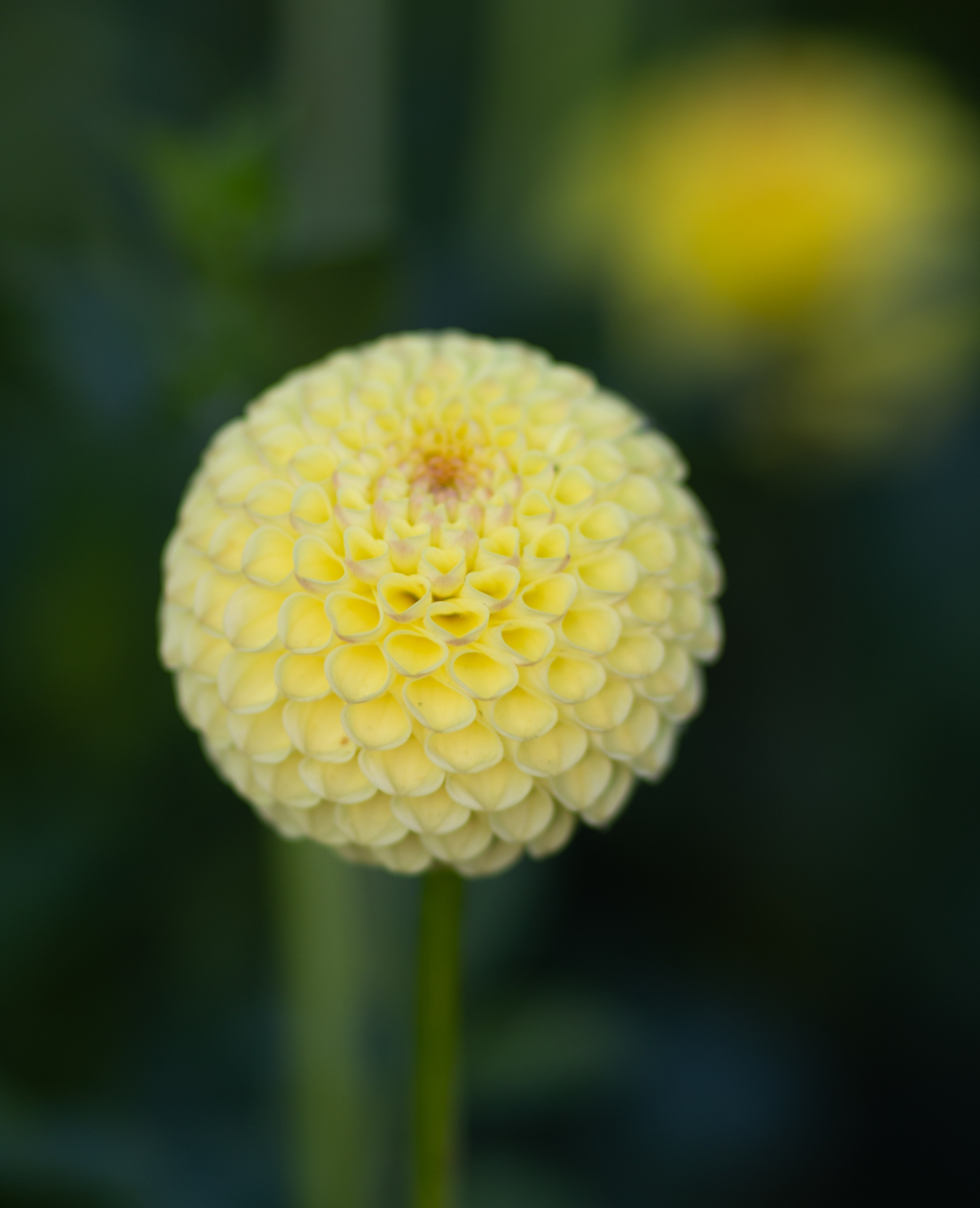 DAHLIA Ball