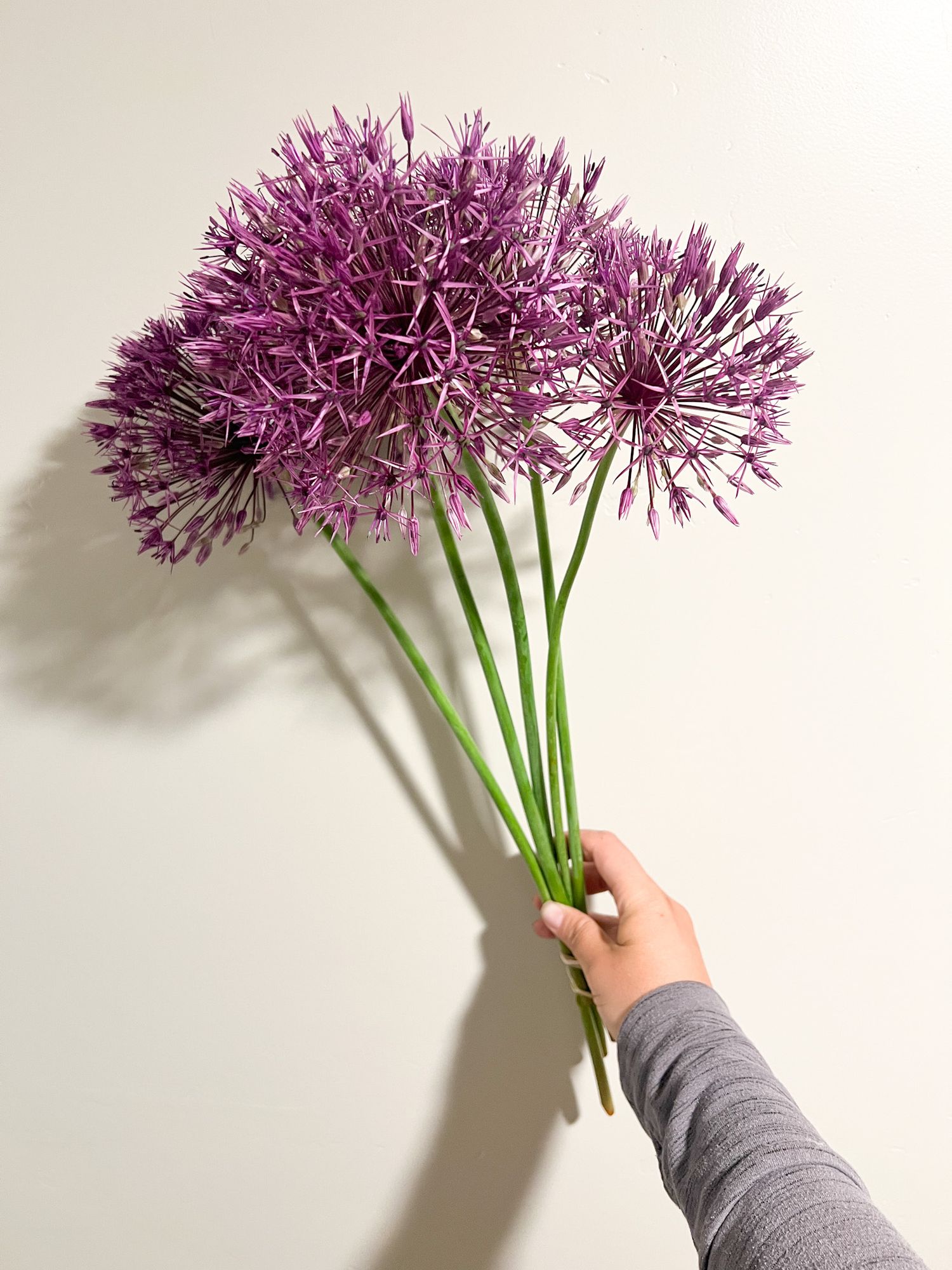 ALLIUM Gladiator