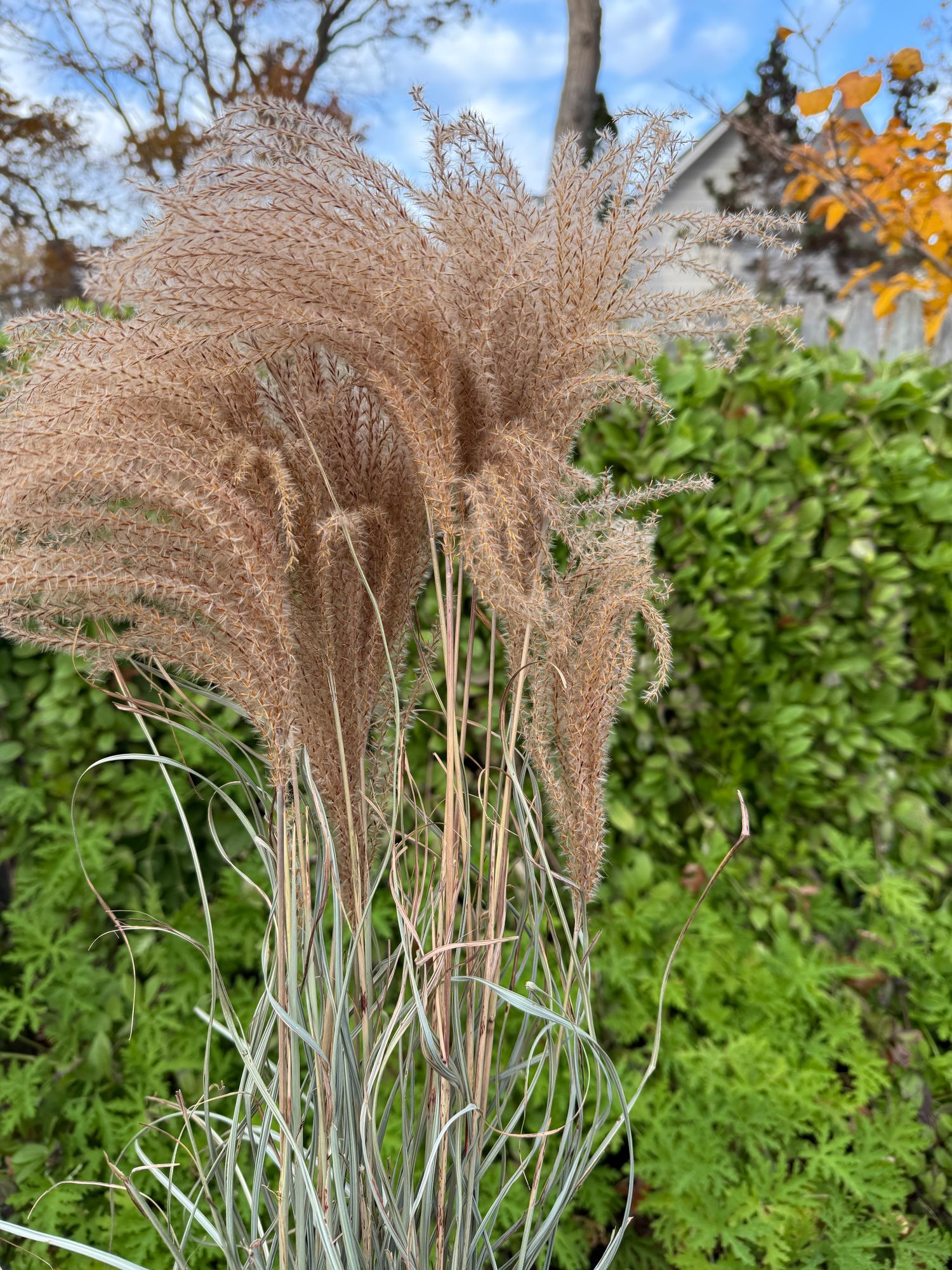 MISCANTHUS sinensis Morning Light