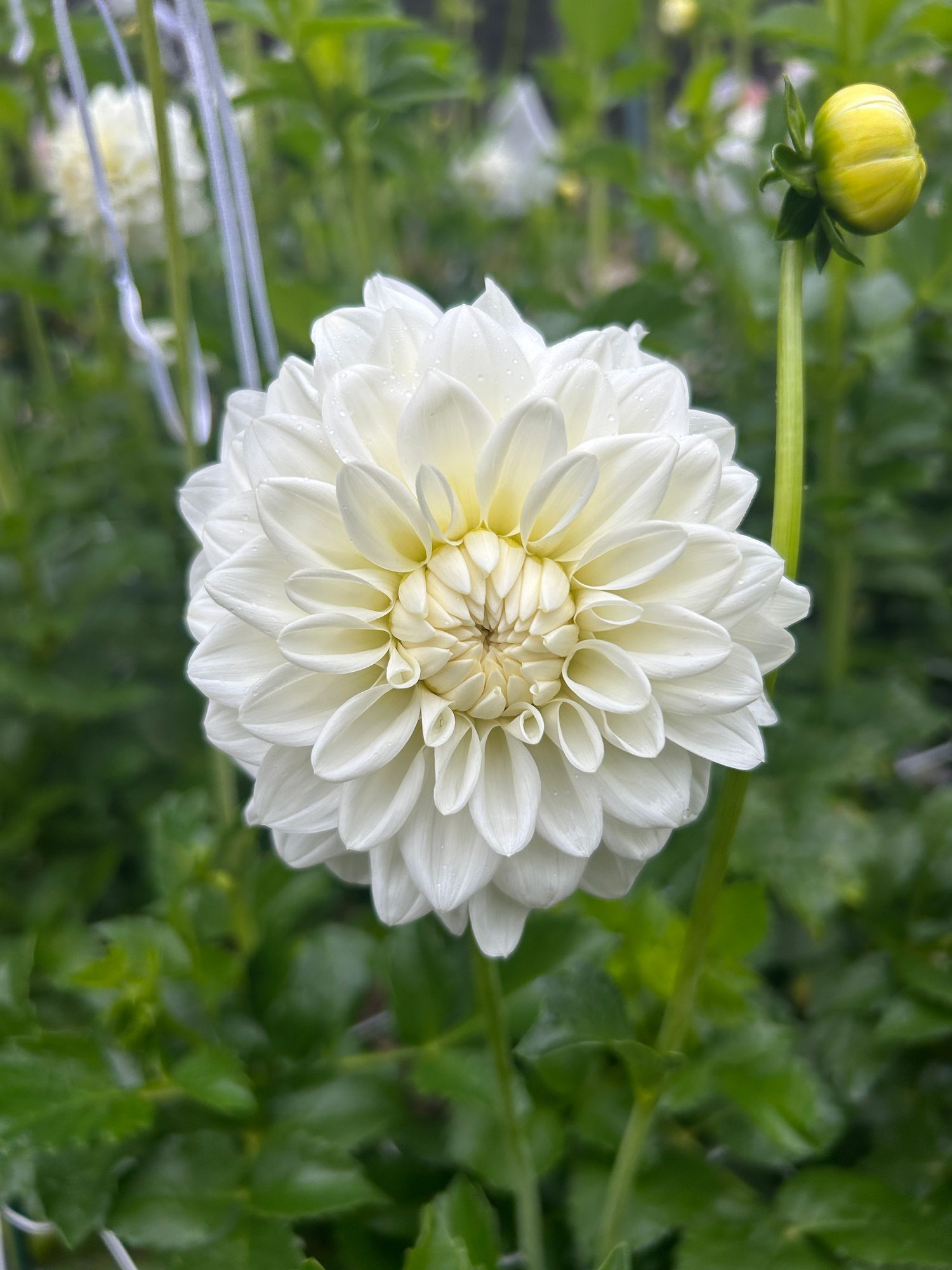DAHLIA Blizzard