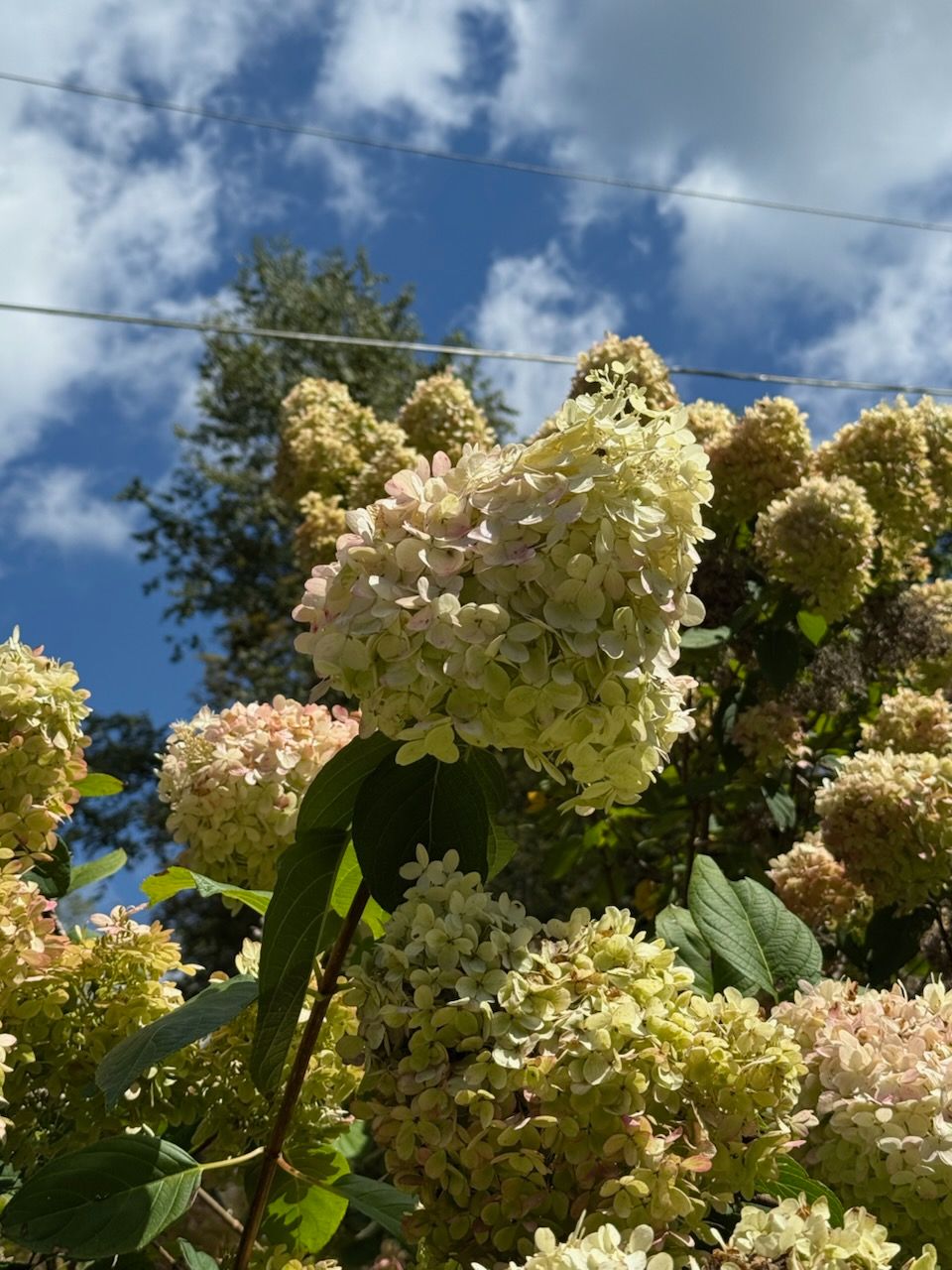 HYDRANGEA paniculata Limelight