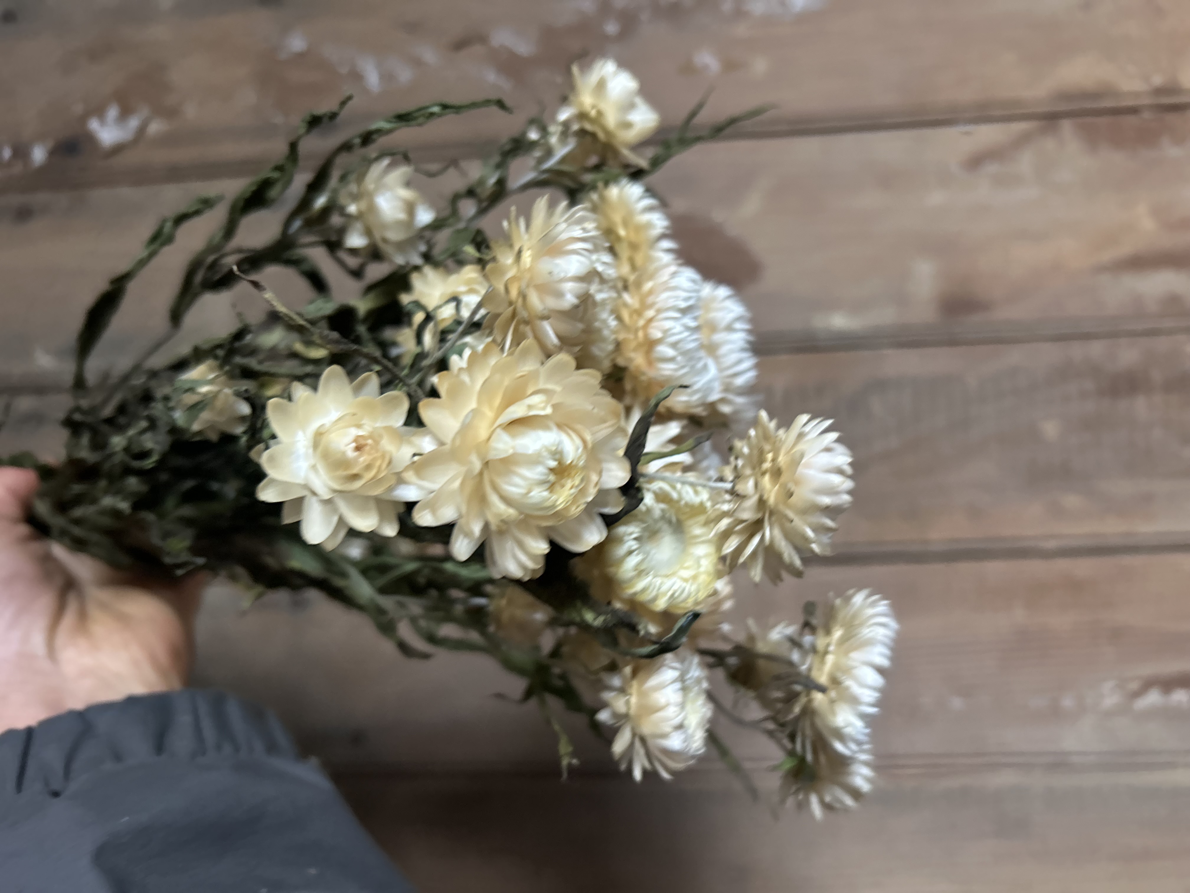 XEROCHRYSUM bracteatum Vintage White
