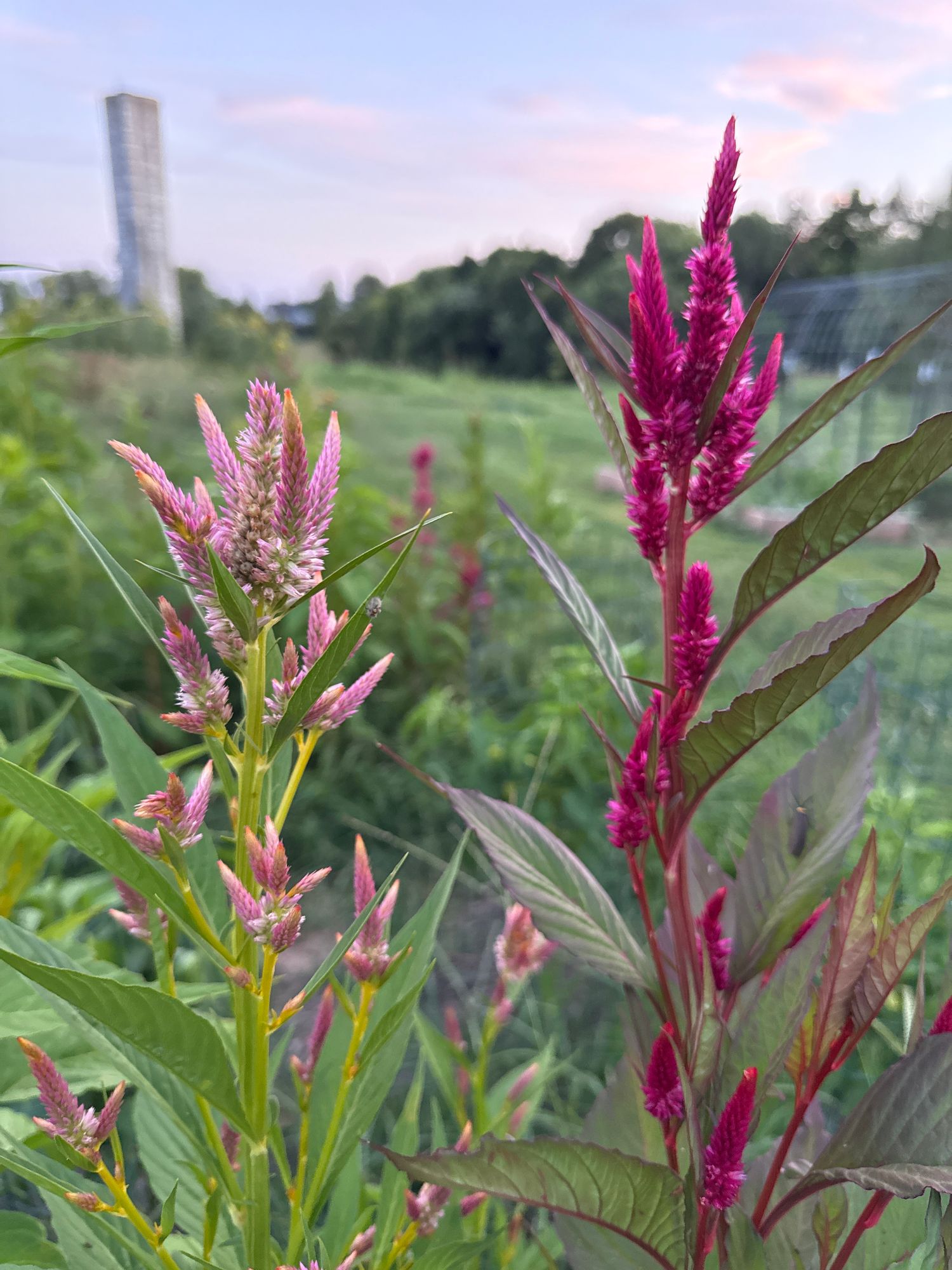 CELOSIA