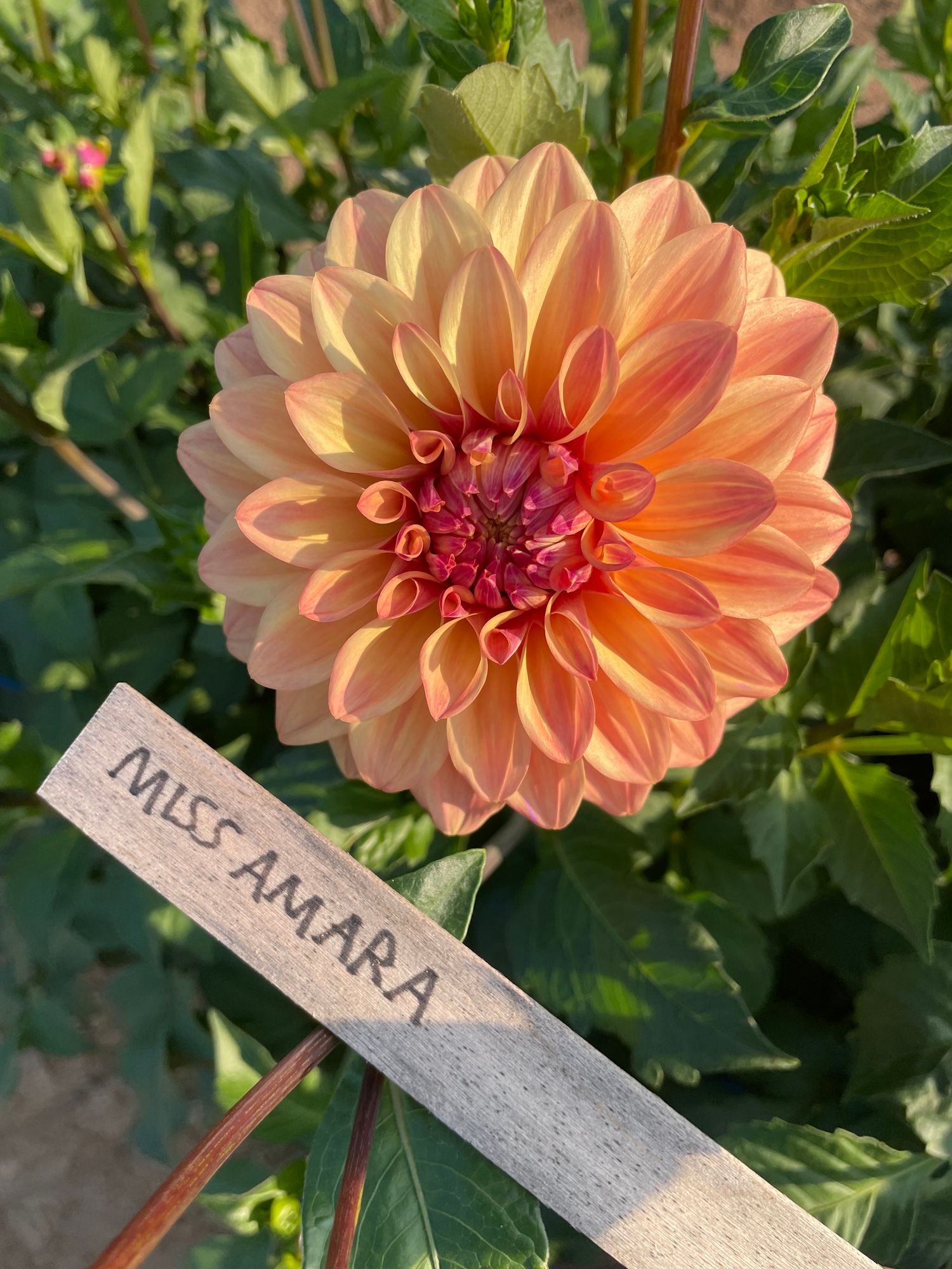 DAHLIA Miss Amara