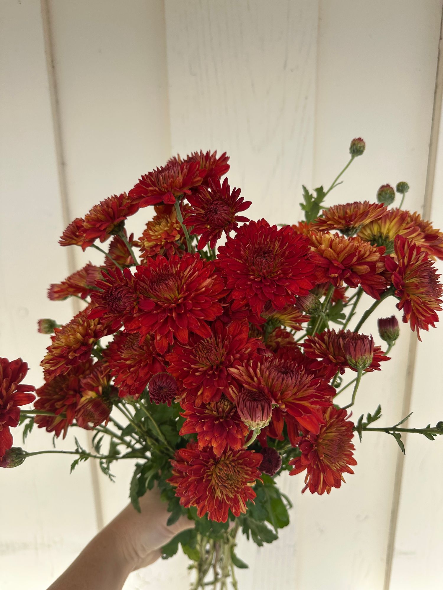 CHRYSANTHEMUM