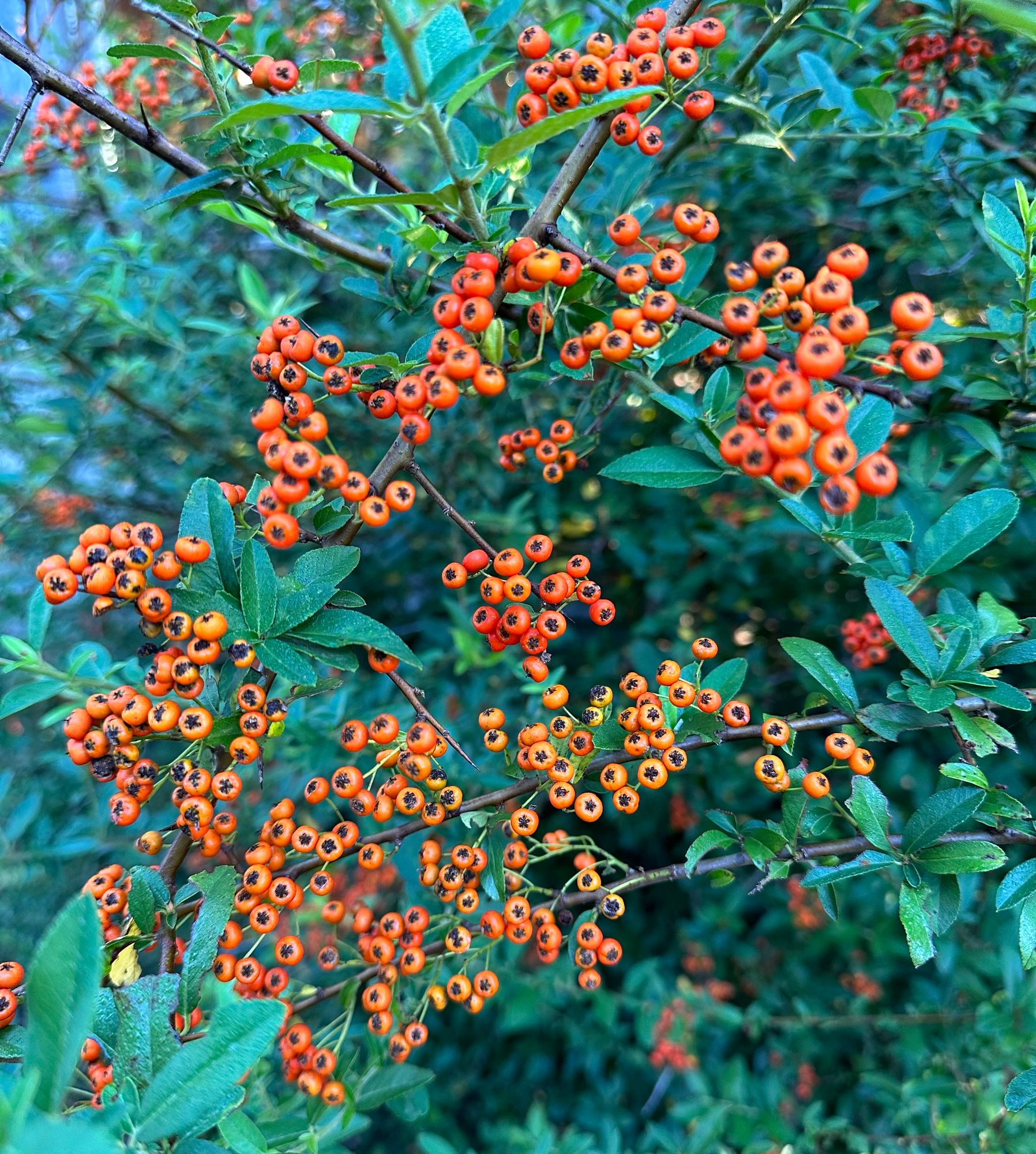 PYRACANTHUS