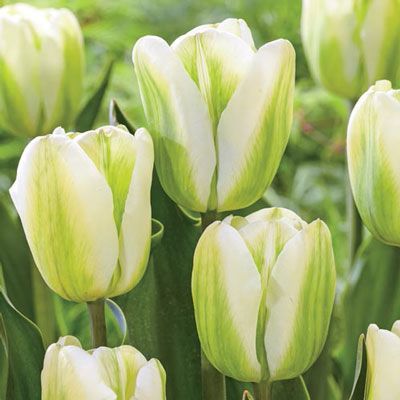 TULIPA Green Spirit